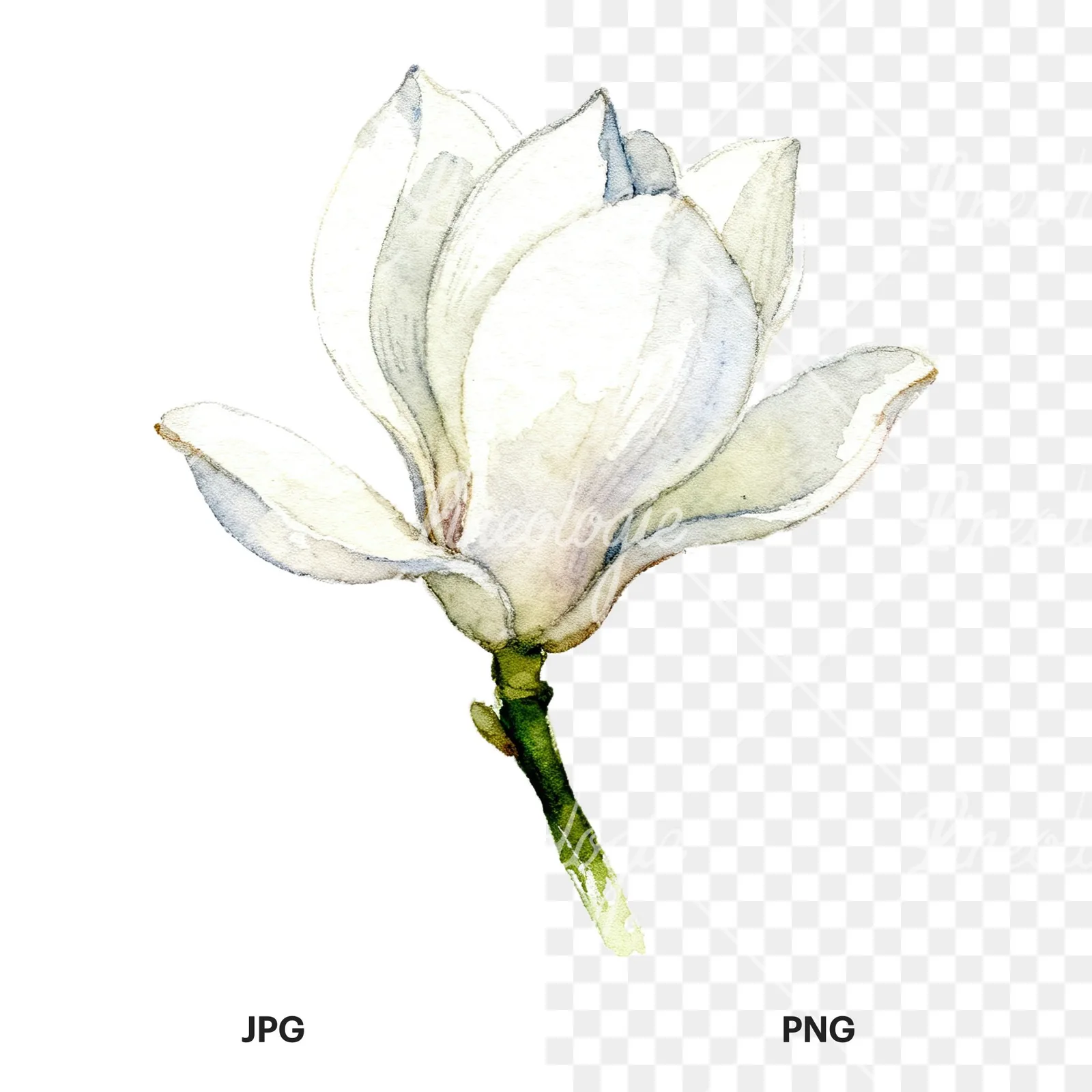 Watercolor white magnolia with cream hints clipart 7 of 9, as a JPG on white and a transparent PNG