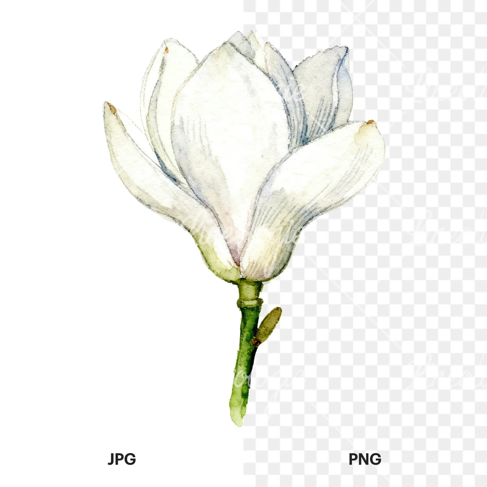 Watercolor white magnolia with cream hints clipart 8 of 9, as a JPG on white and a transparent PNG