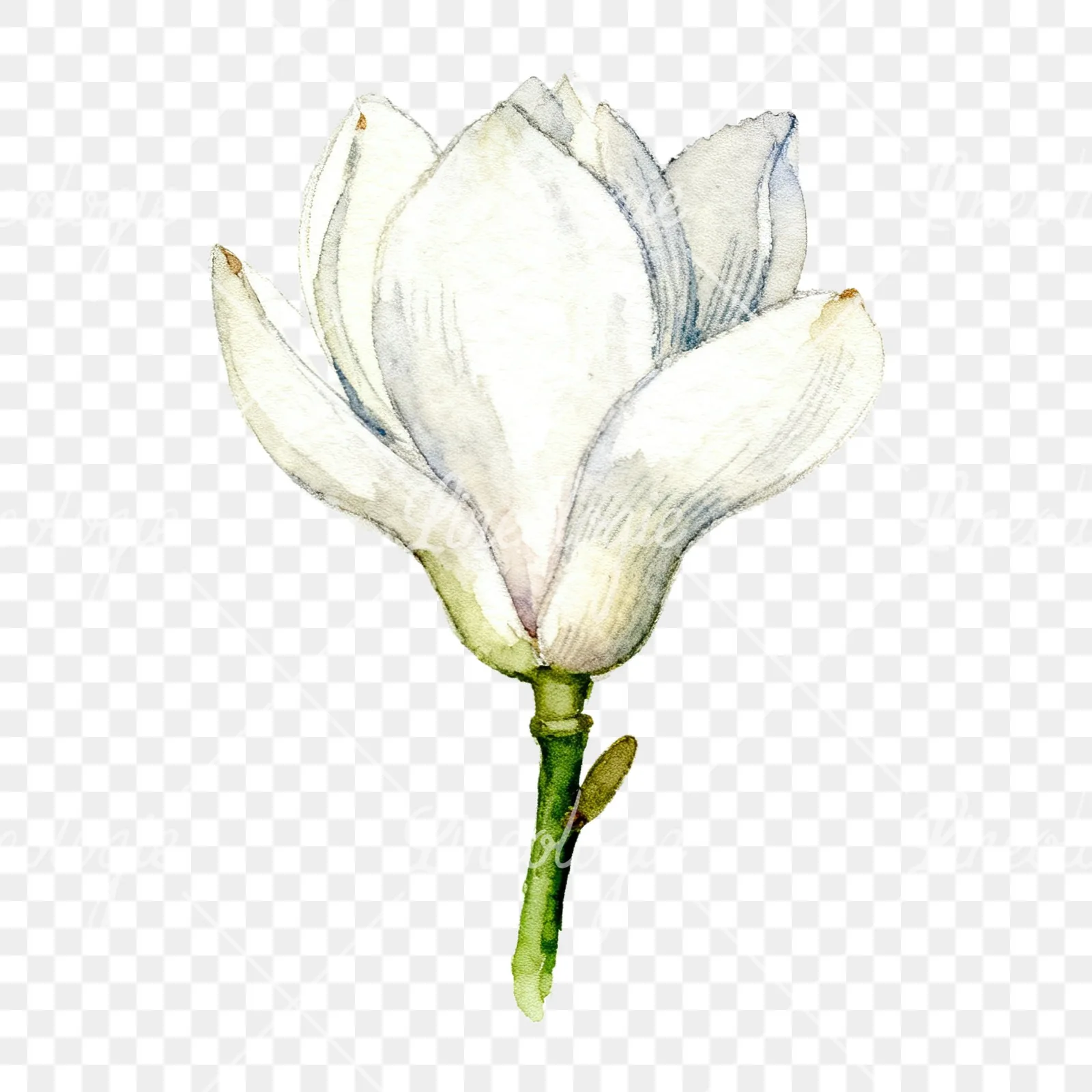 Watercolor white magnolia with cream hints clipart 8 of 9 on a transparent background (PNG)