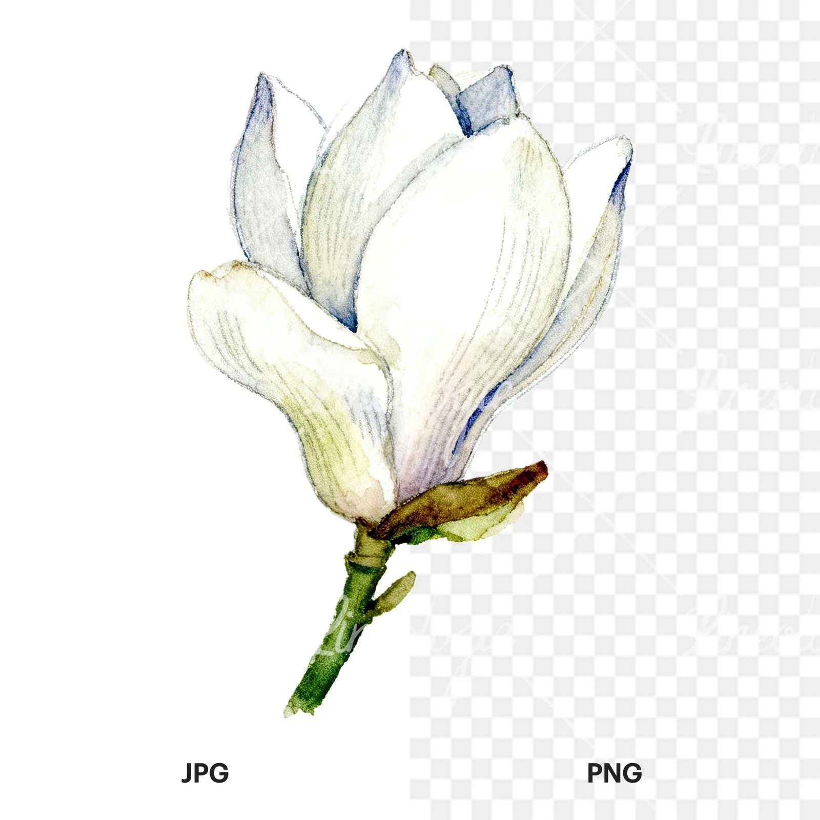 Watercolor white magnolia with cream hints clipart 9 of 9, as a JPG on white and a transparent PNG