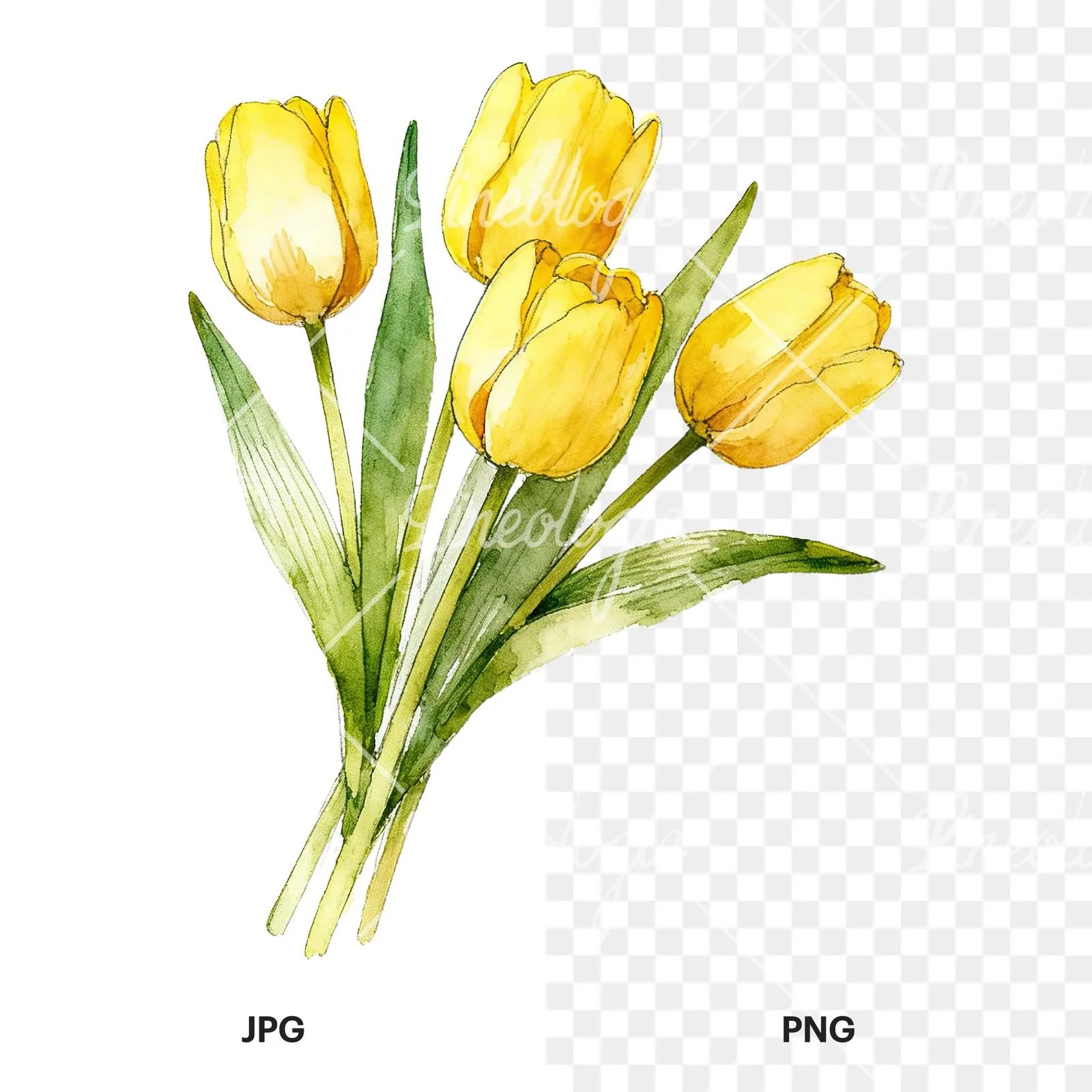 Watercolor loose yellow tulip bouquet clipart 1 of 9, as a JPG on white and a transparent PNG