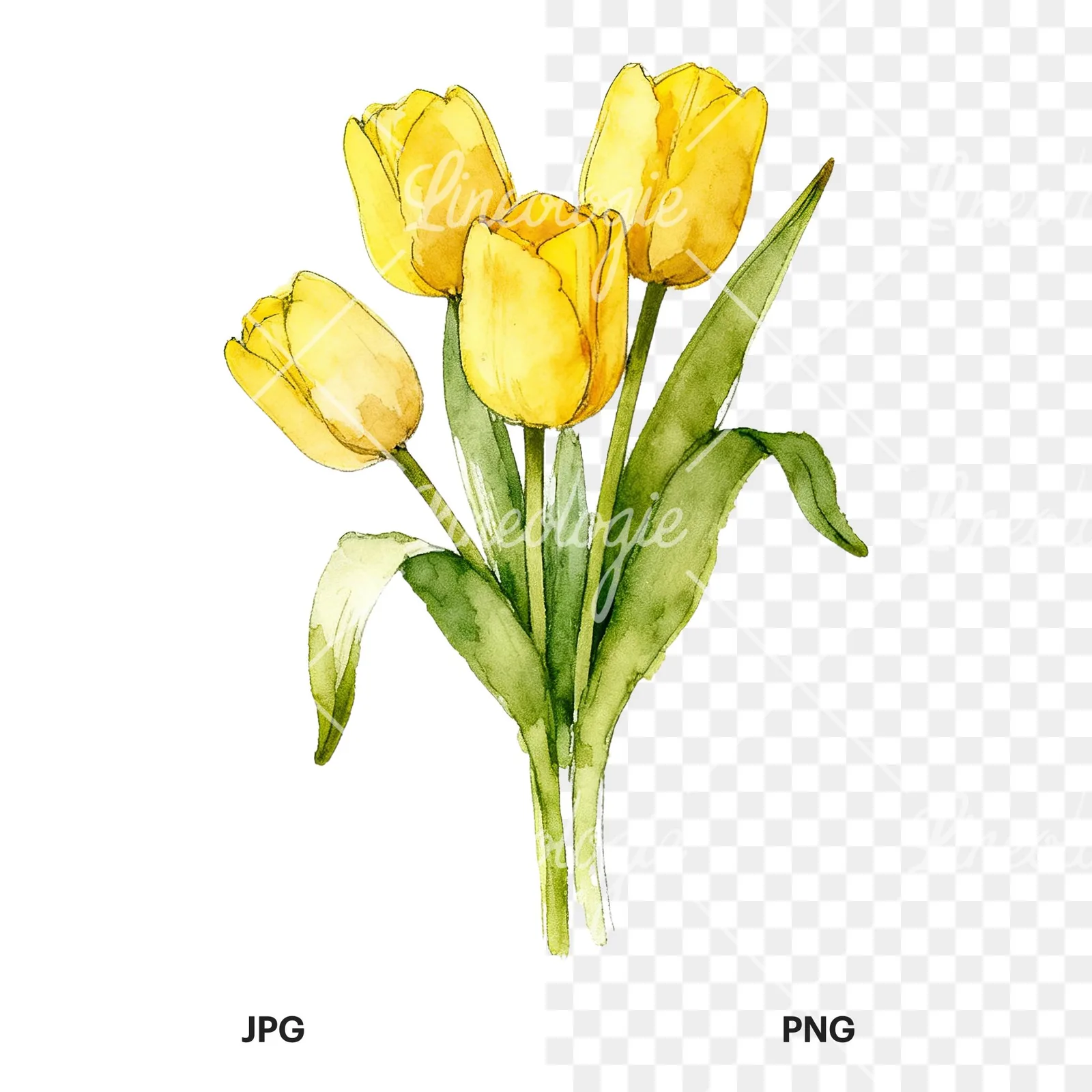 Watercolor loose yellow tulip bouquet clipart 2 of 9, as a JPG on white and a transparent PNG