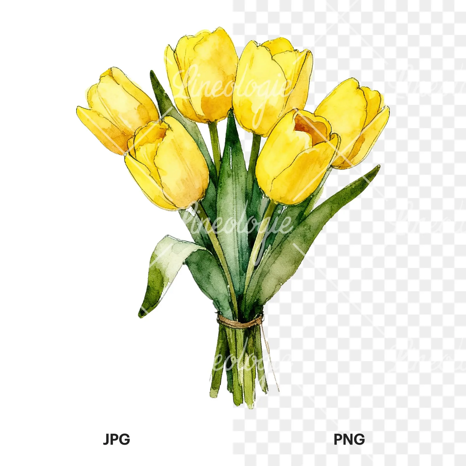 Watercolor loose yellow tulip bouquet clipart 3 of 9, as a JPG on white and a transparent PNG