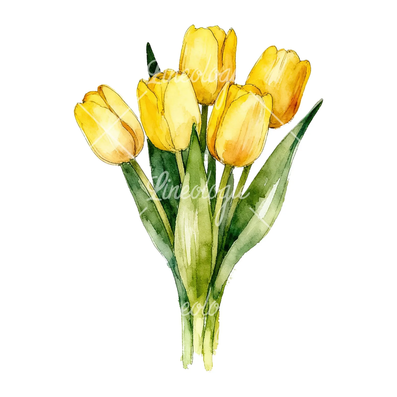Watercolor loose yellow tulip bouquet clipart 5 of 9 on a white background (JPG)