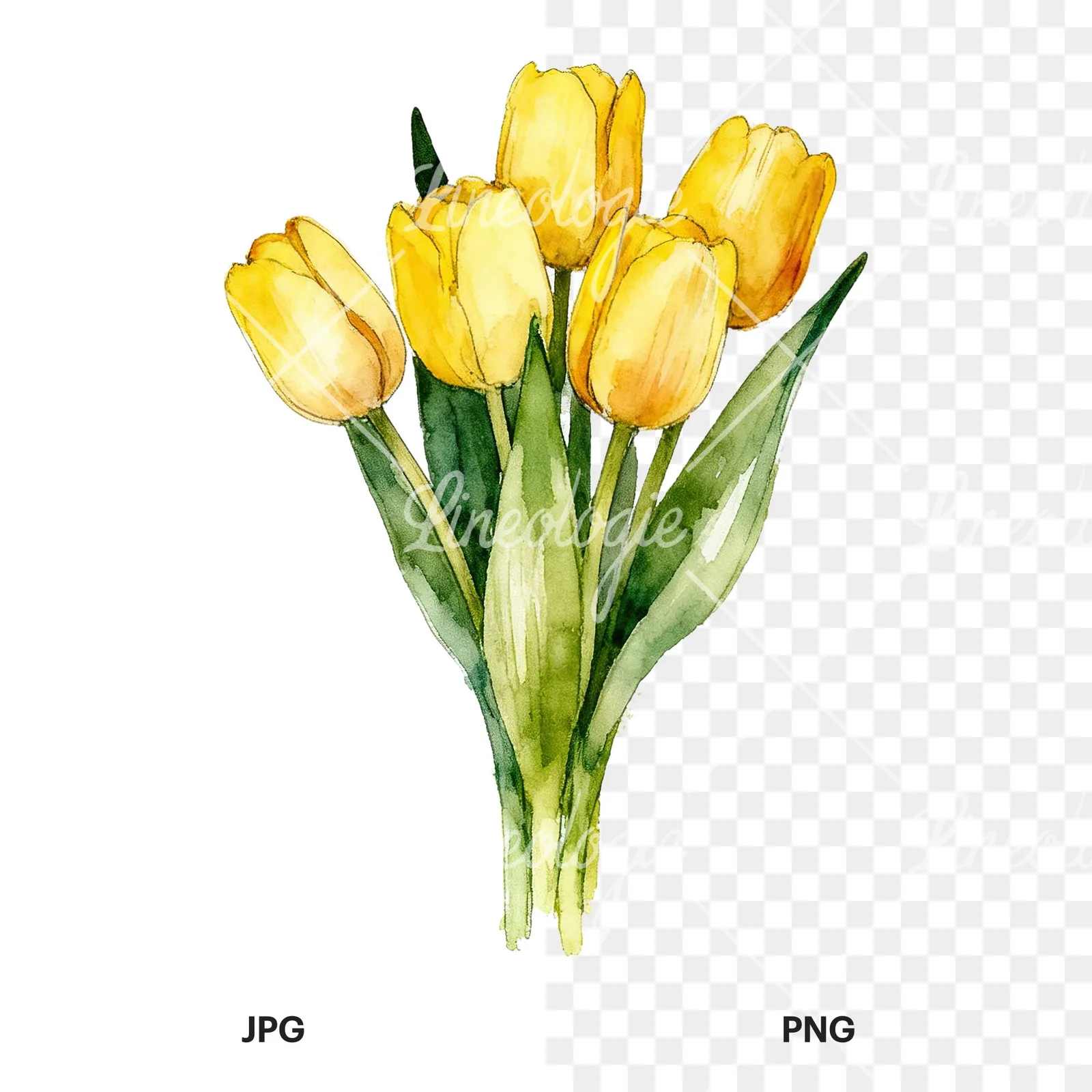Watercolor loose yellow tulip bouquet clipart 5 of 9, as a JPG on white and a transparent PNG