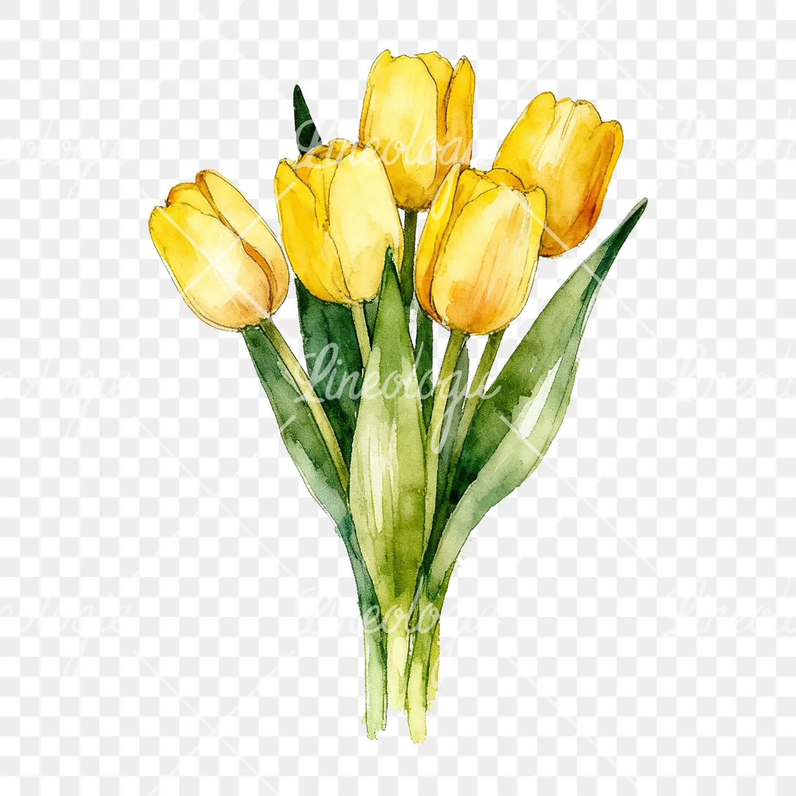 Watercolor loose yellow tulip bouquet clipart 5 of 9 on a transparent background (PNG)