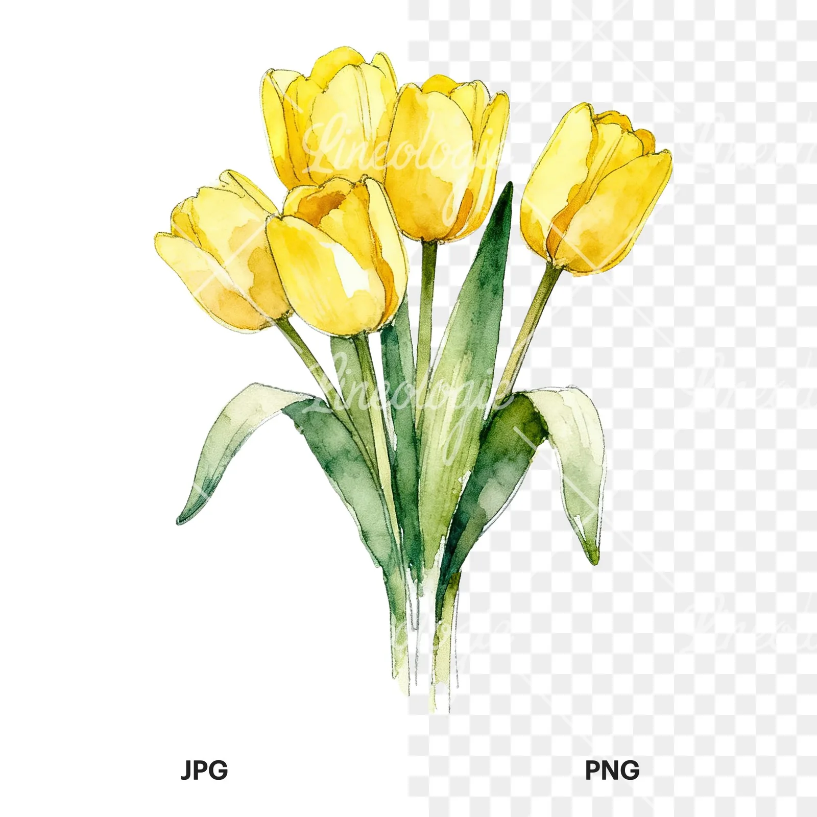 Watercolor loose yellow tulip bouquet clipart 6 of 9, as a JPG on white and a transparent PNG