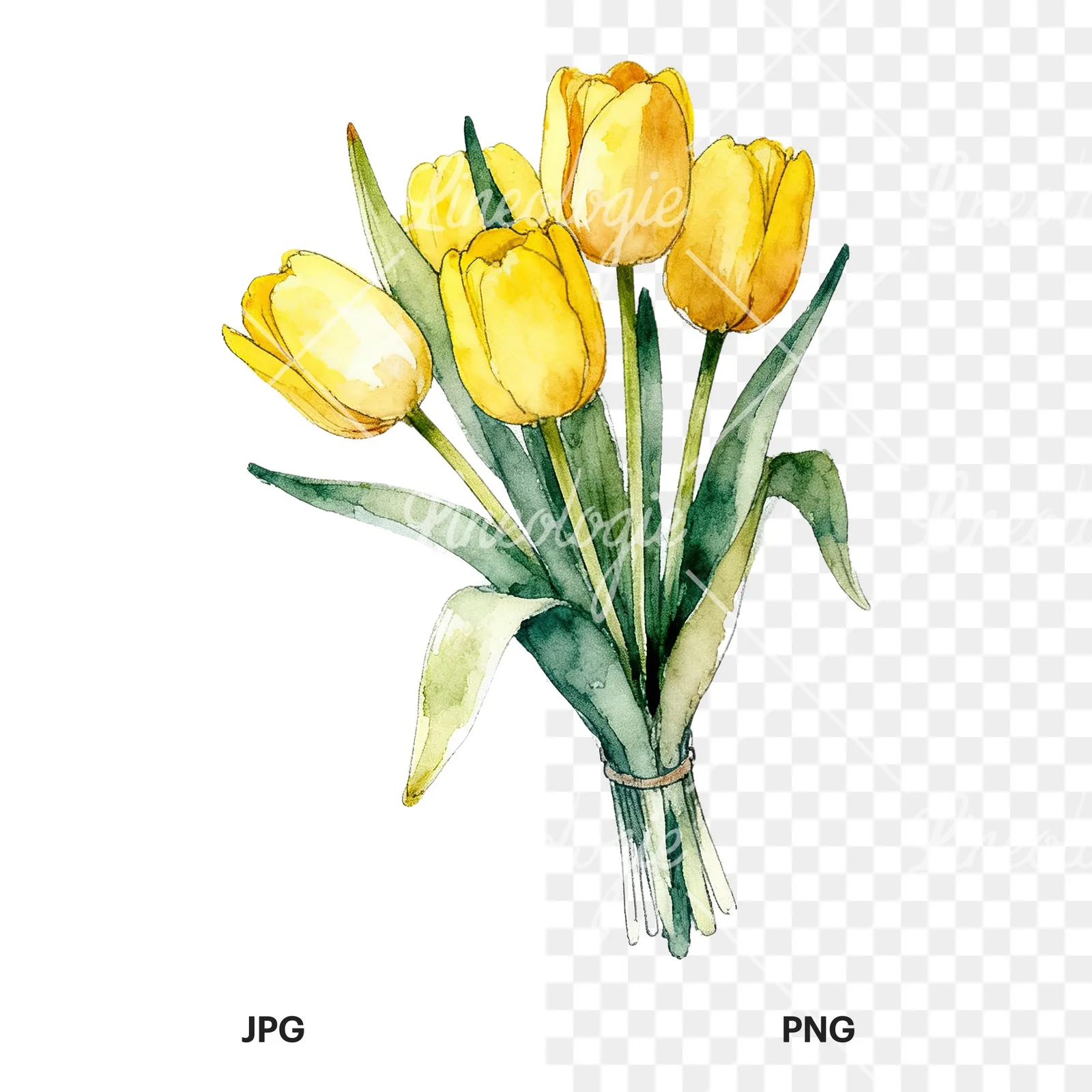 Watercolor loose yellow tulip bouquet clipart 7 of 9, as a JPG on white and a transparent PNG