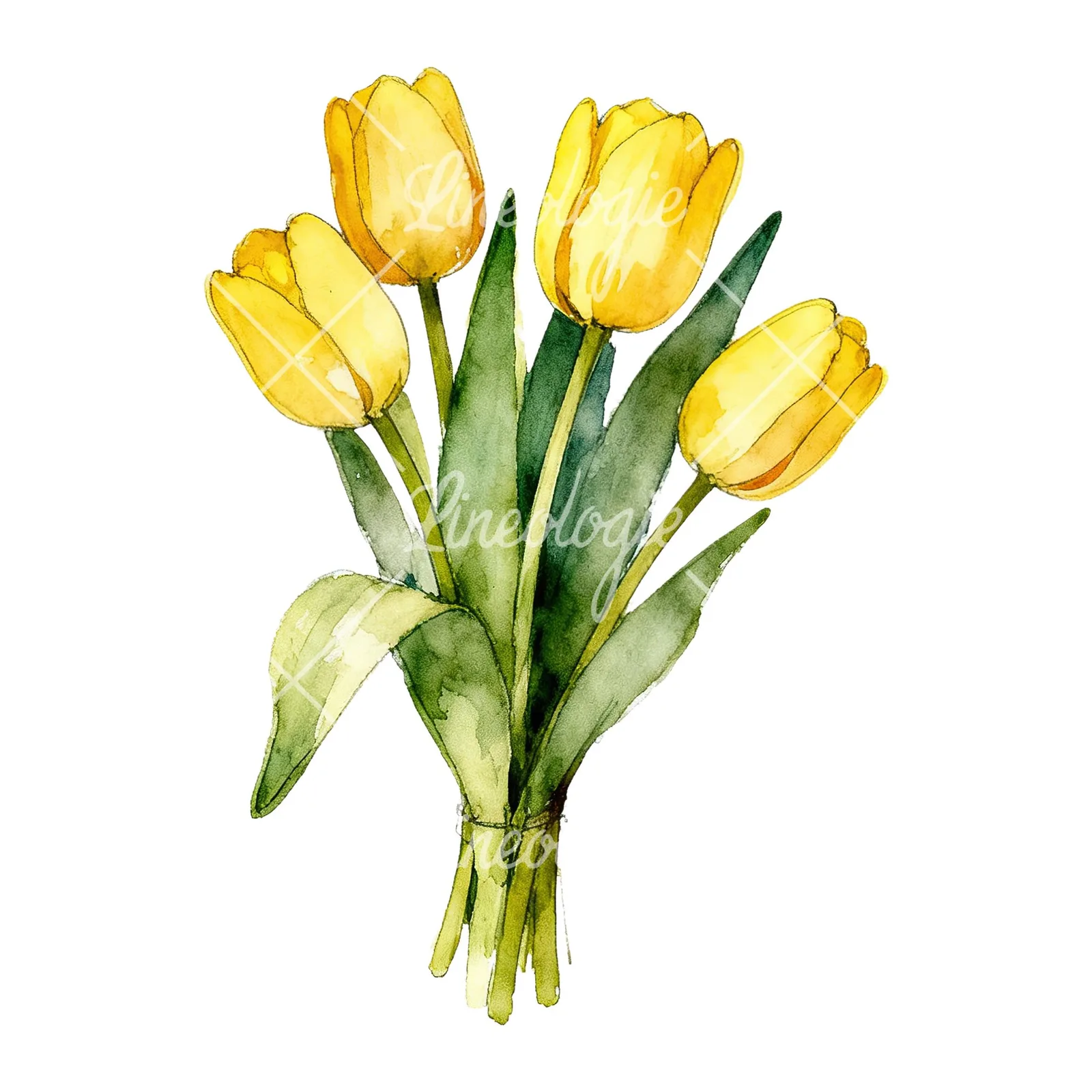 Watercolor loose yellow tulip bouquet clipart 8 of 9 on a white background (JPG)