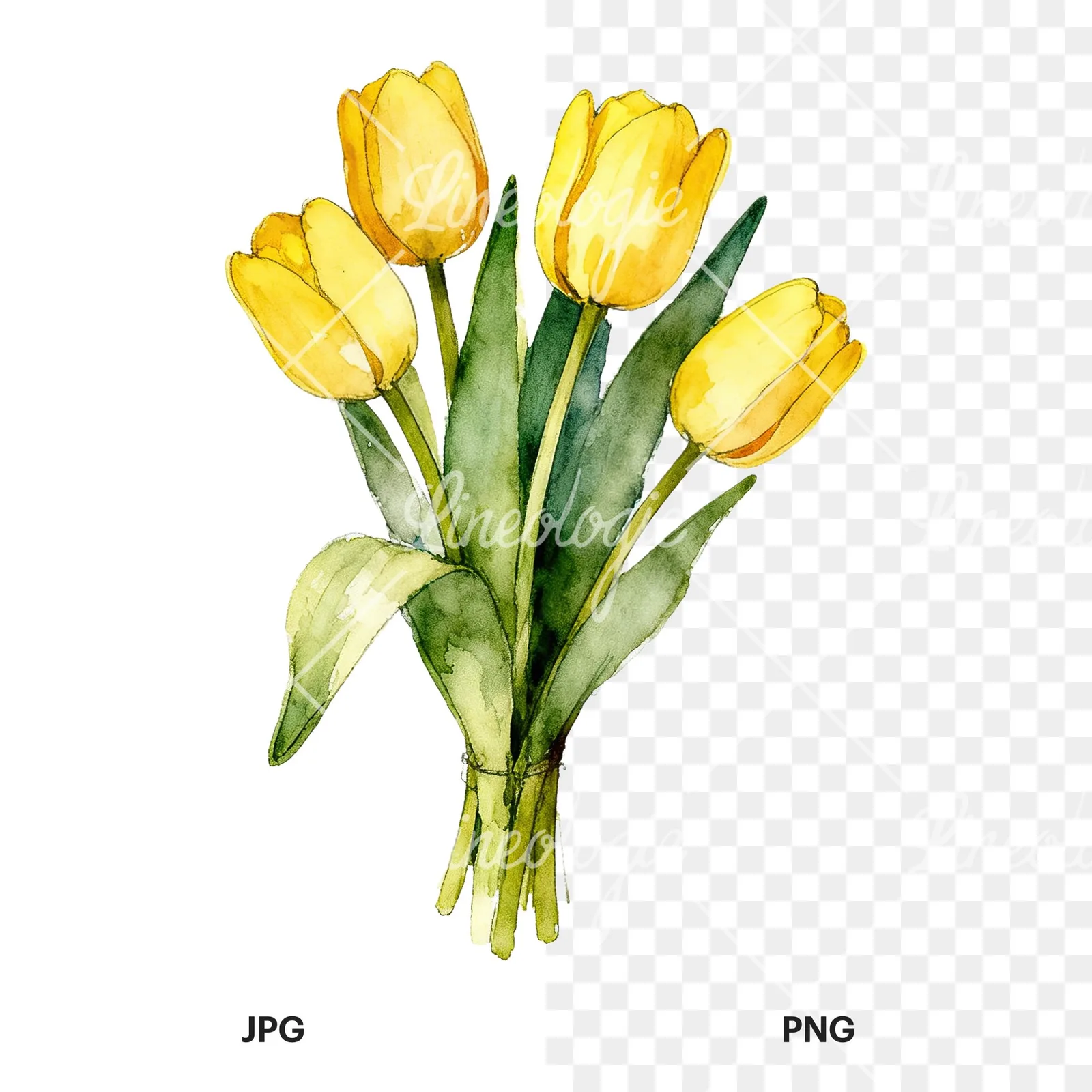 Watercolor loose yellow tulip bouquet clipart 8 of 9, as a JPG on white and a transparent PNG