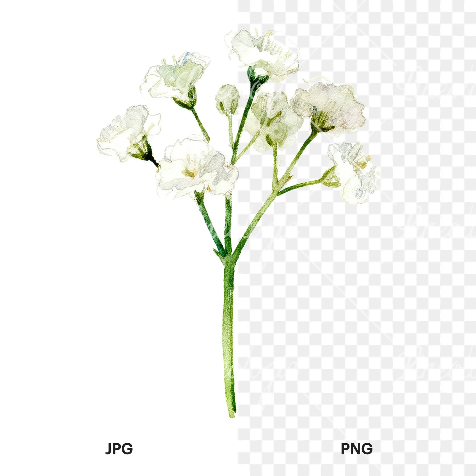 Watercolor white babys breath flower clipart 2 of 9, as a JPG on white and a transparent PNG