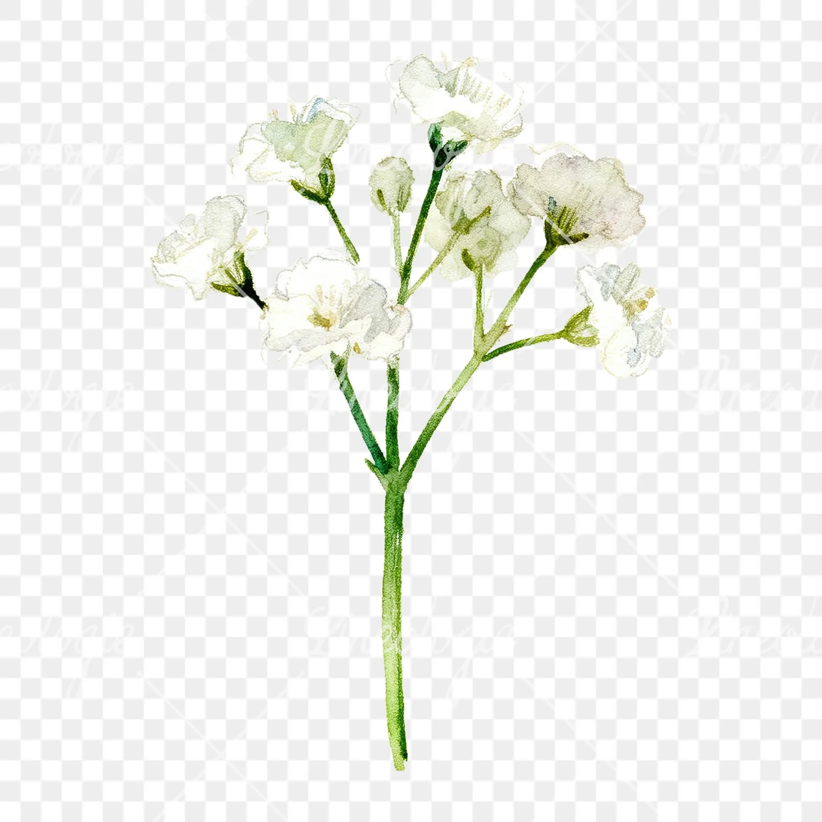 Watercolor white babys breath flower clipart 2 of 9 on a transparent background (PNG)