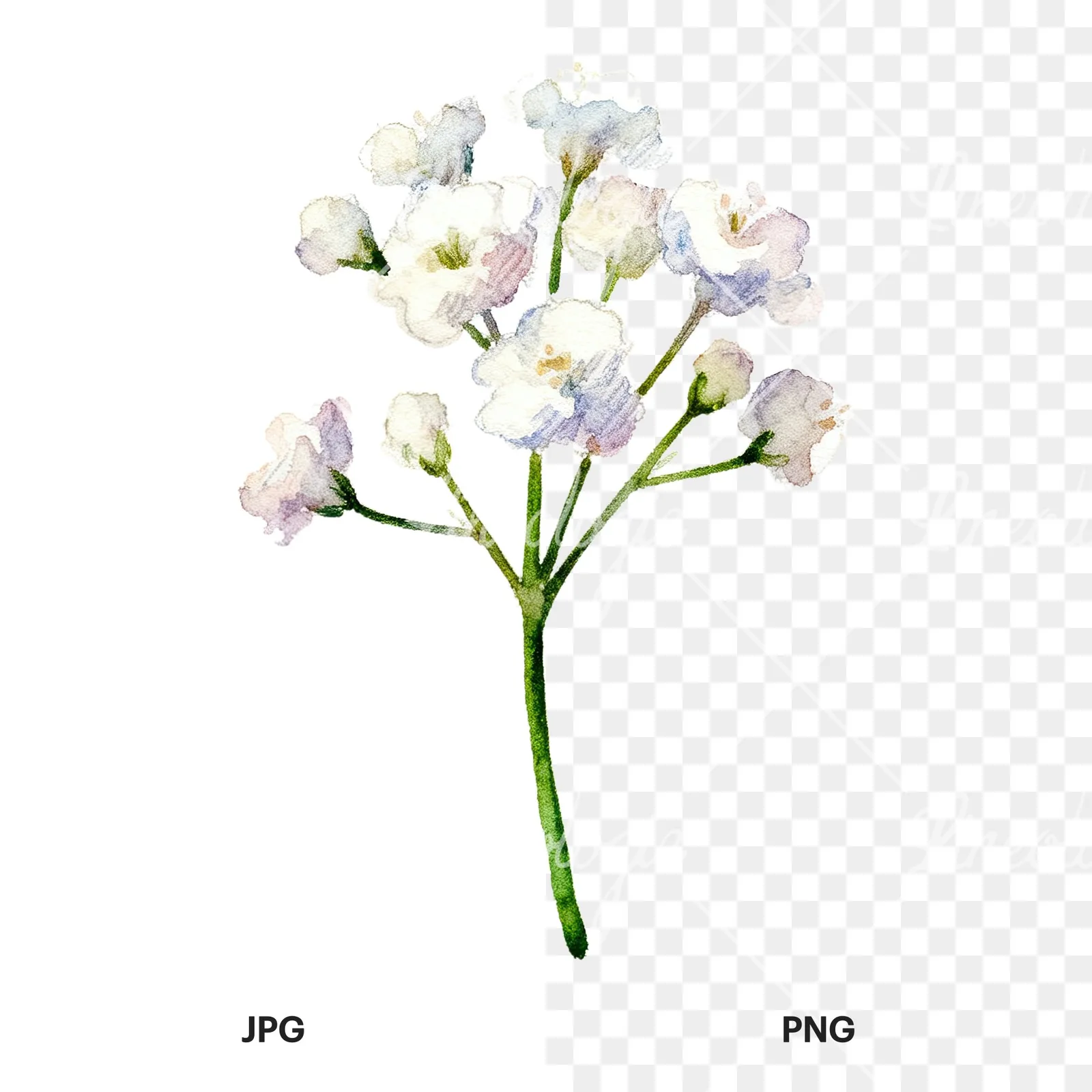 Watercolor white babys breath flower clipart 3 of 9, as a JPG on white and a transparent PNG