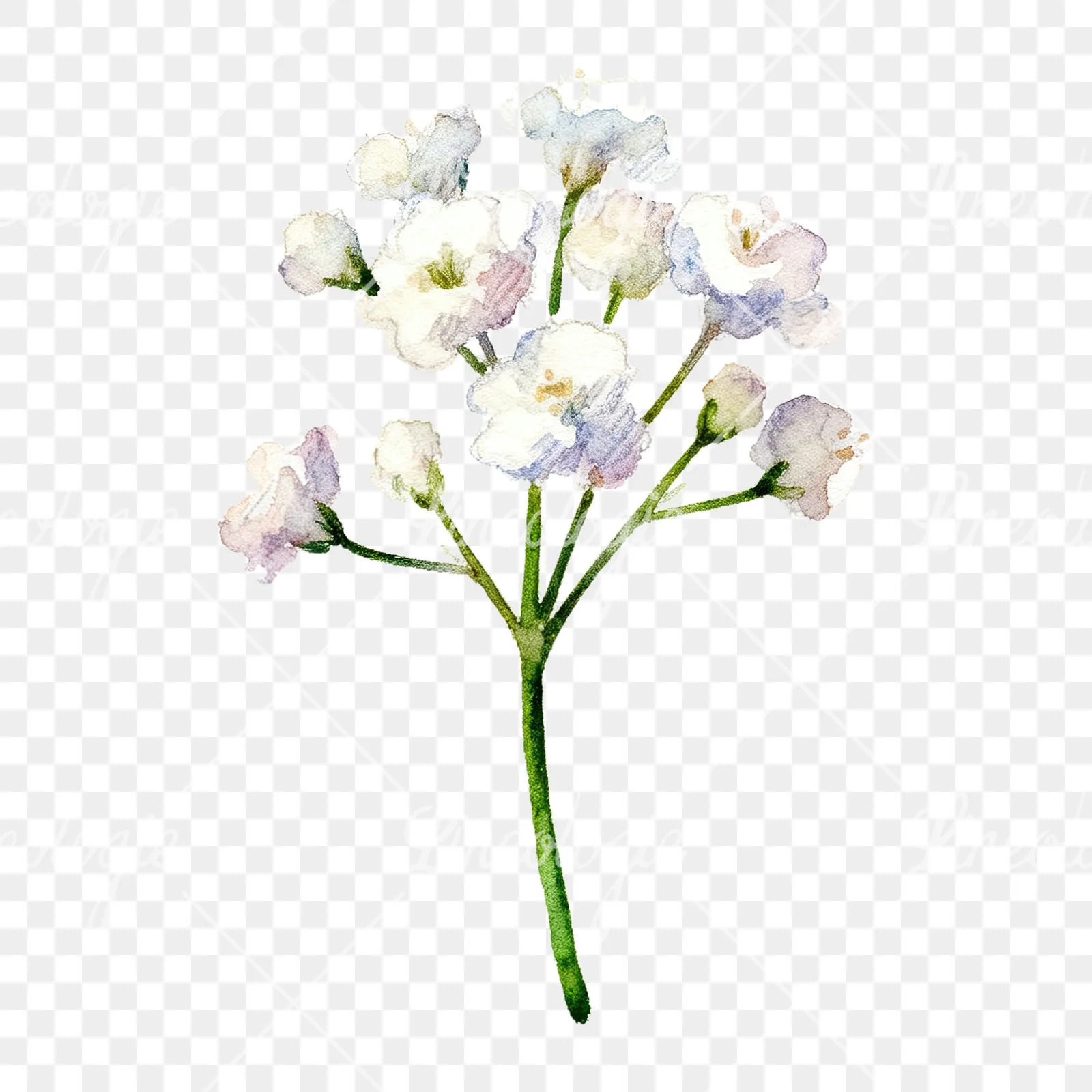 Watercolor white babys breath flower clipart 3 of 9 on a transparent background (PNG)