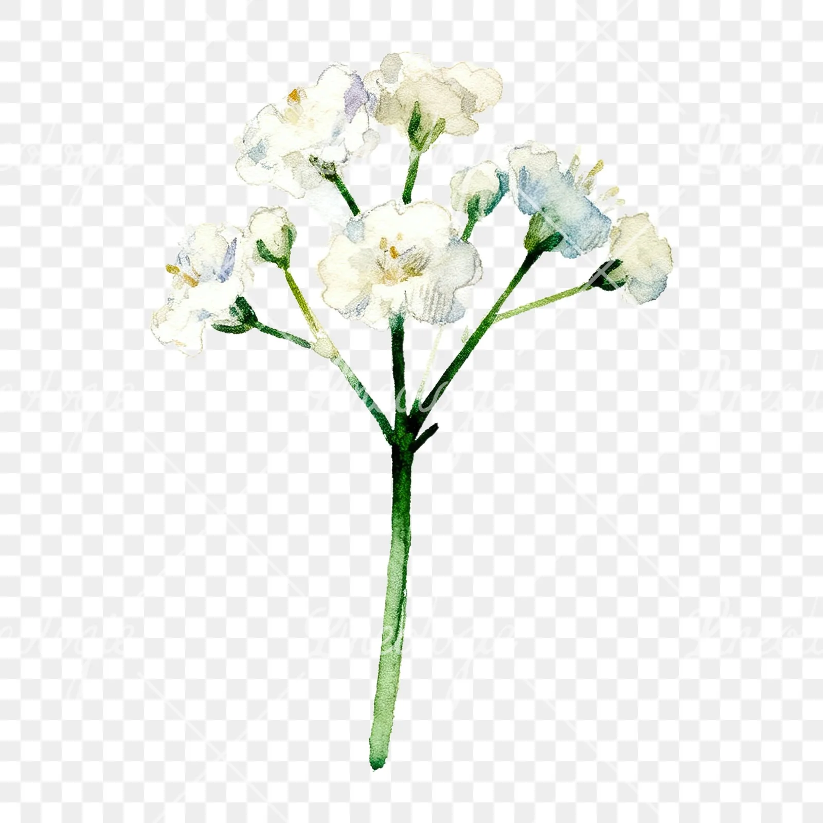 Watercolor white babys breath flower clipart 4 of 9 on a transparent background (PNG)
