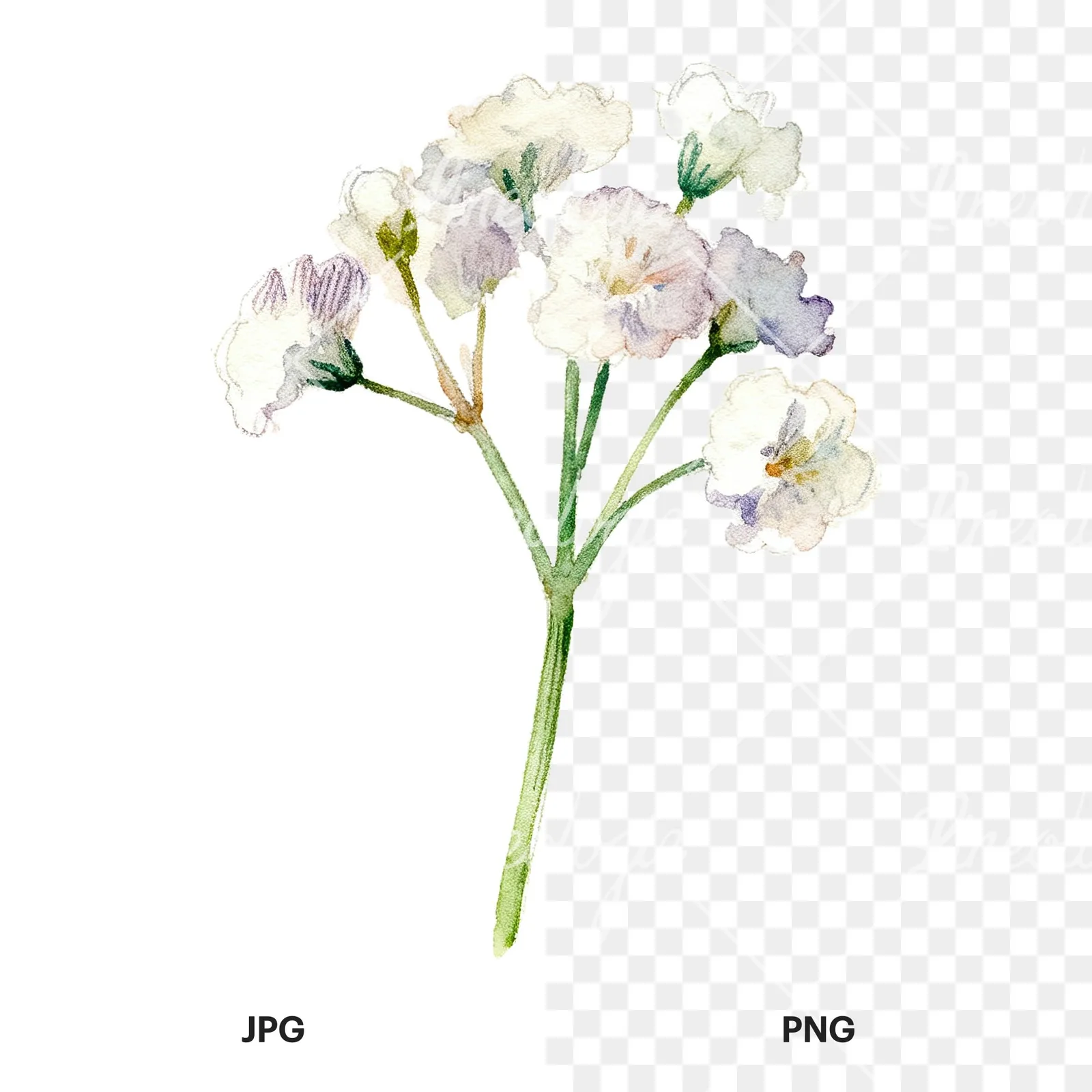 Watercolor white babys breath flower clipart 5 of 9, as a JPG on white and a transparent PNG