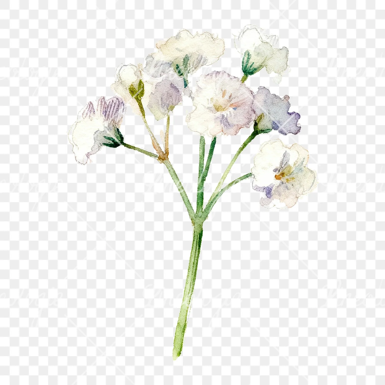 Watercolor white babys breath flower clipart 5 of 9 on a transparent background (PNG)
