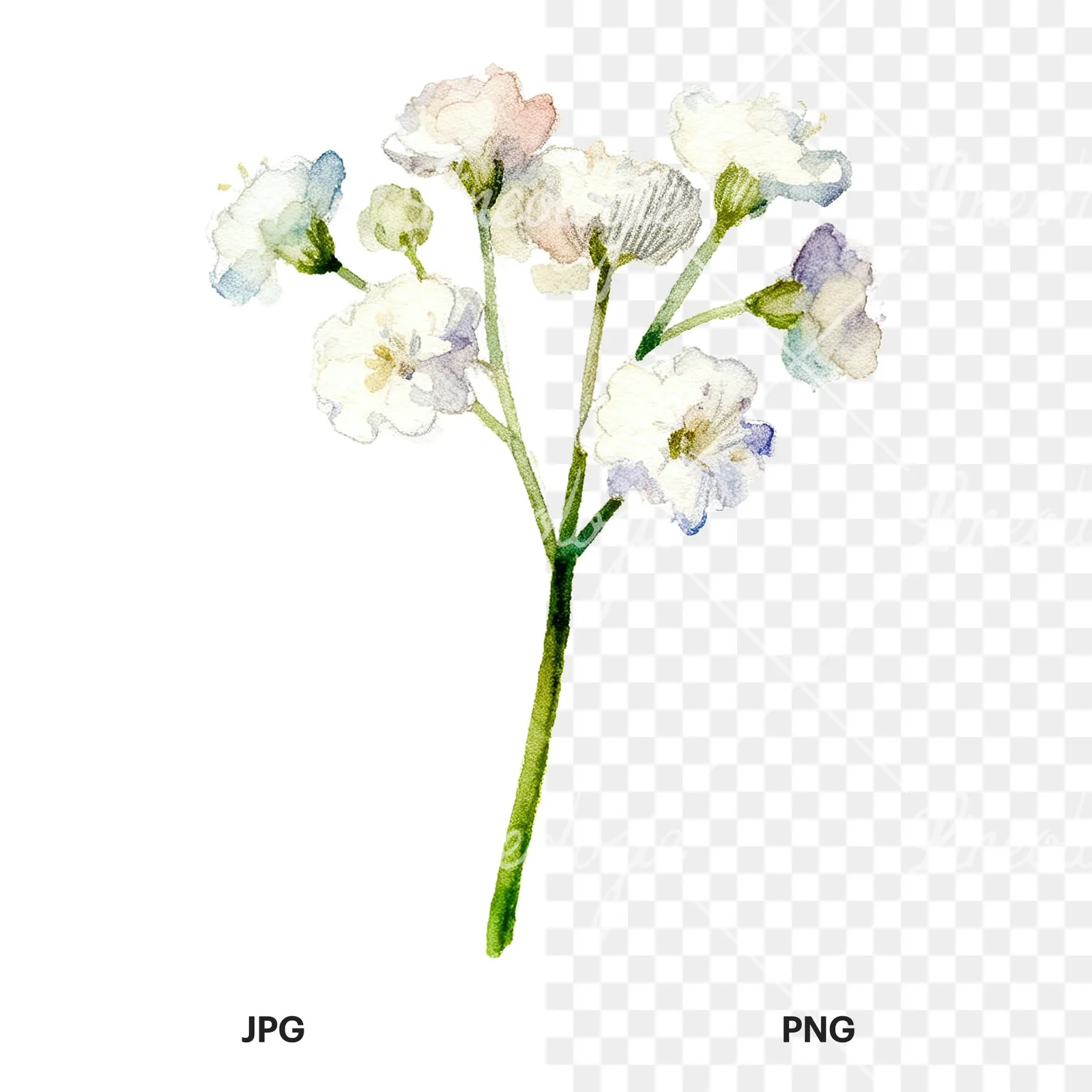 Watercolor white babys breath flower clipart 6 of 9, as a JPG on white and a transparent PNG