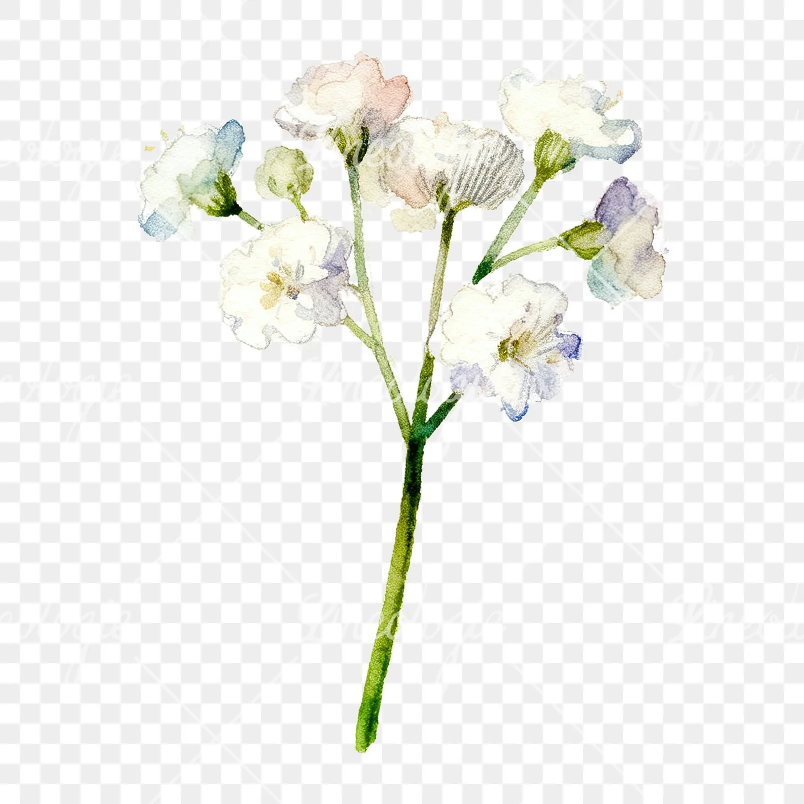 Watercolor white babys breath flower clipart 6 of 9 on a transparent background (PNG)