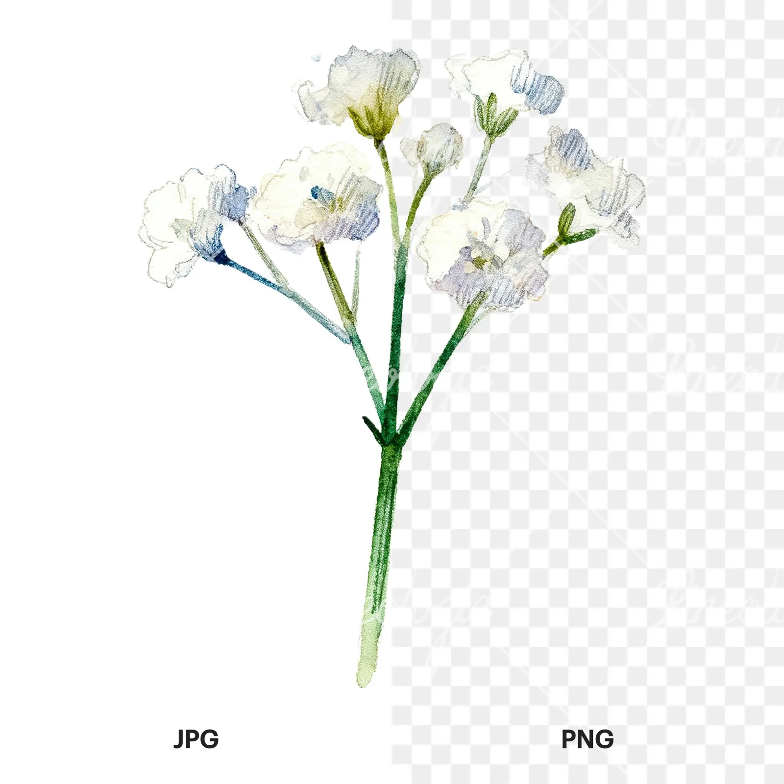 Watercolor white babys breath flower clipart 7 of 9, as a JPG on white and a transparent PNG