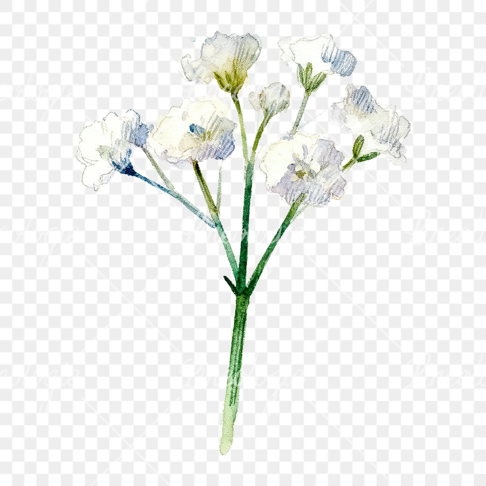 Watercolor white babys breath flower clipart 7 of 9 on a transparent background (PNG)