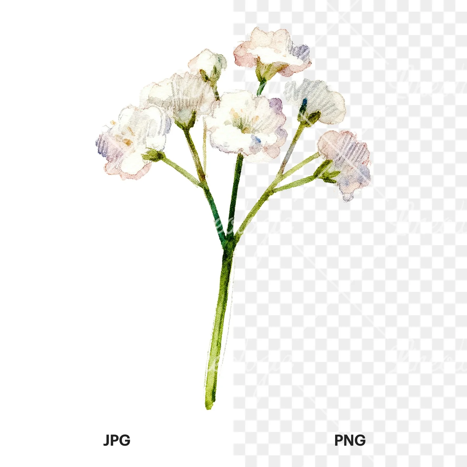 Watercolor white babys breath flower clipart 8 of 9, as a JPG on white and a transparent PNG