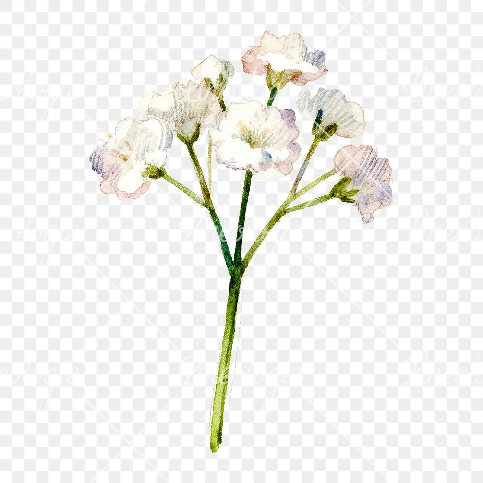 Watercolor white babys breath flower clipart 8 of 9 on a transparent background (PNG)