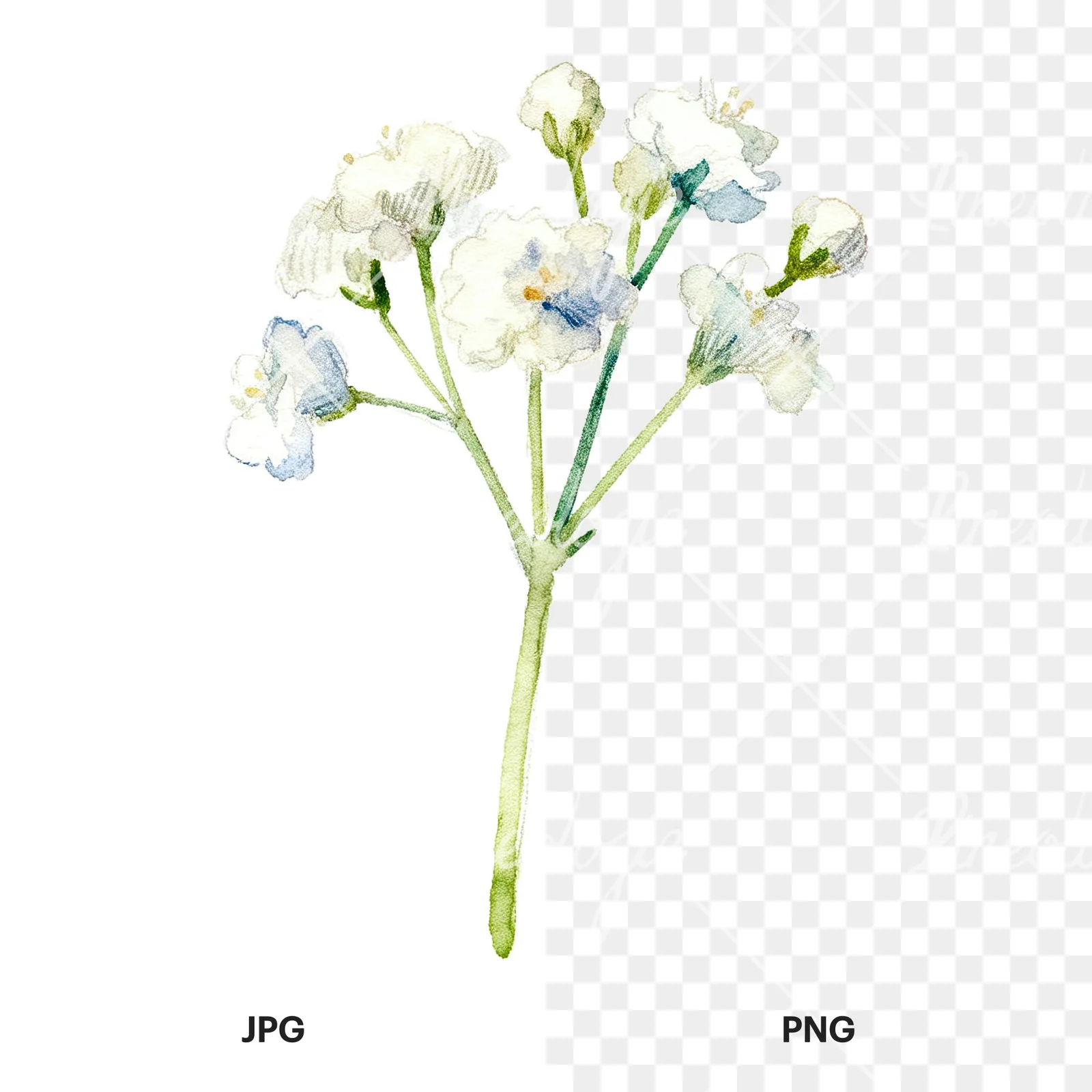 Watercolor white babys breath flower clipart 9 of 9, as a JPG on white and a transparent PNG