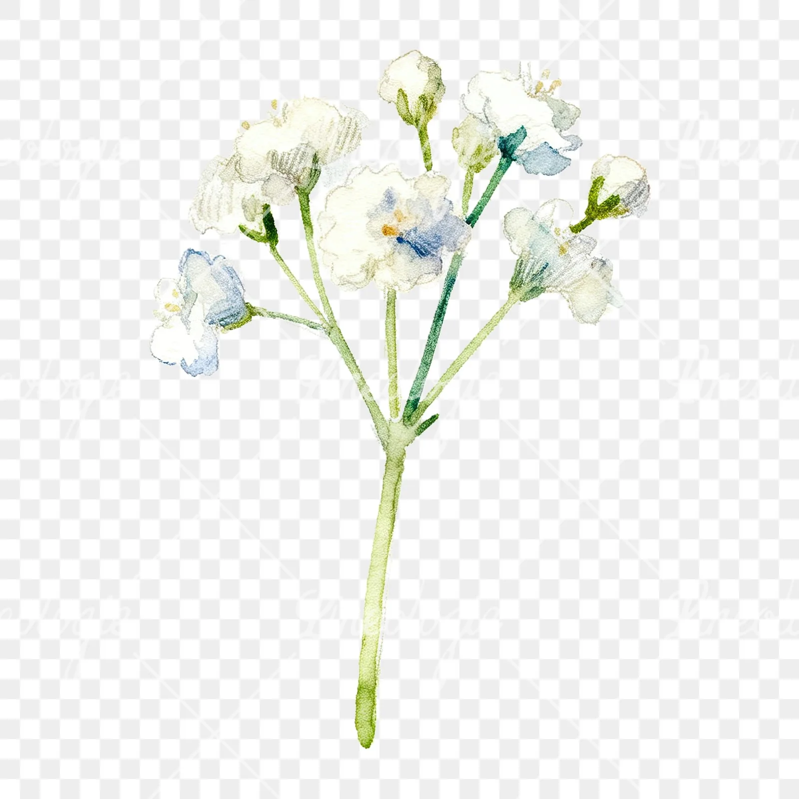 Watercolor white babys breath flower clipart 9 of 9 on a transparent background (PNG)