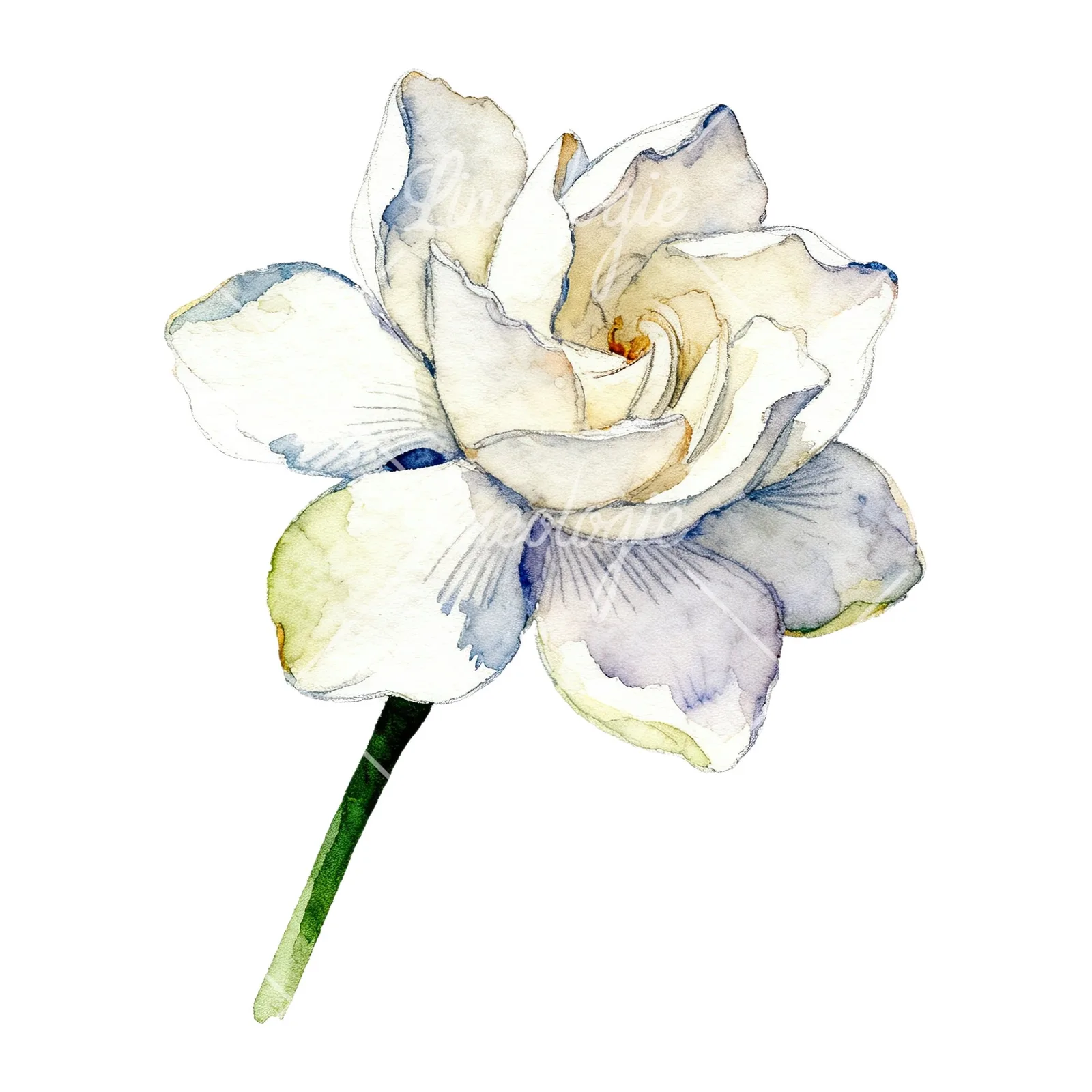 Watercolor white gardenia with blue accents clipart 3 of 9 on a white background (JPG)
