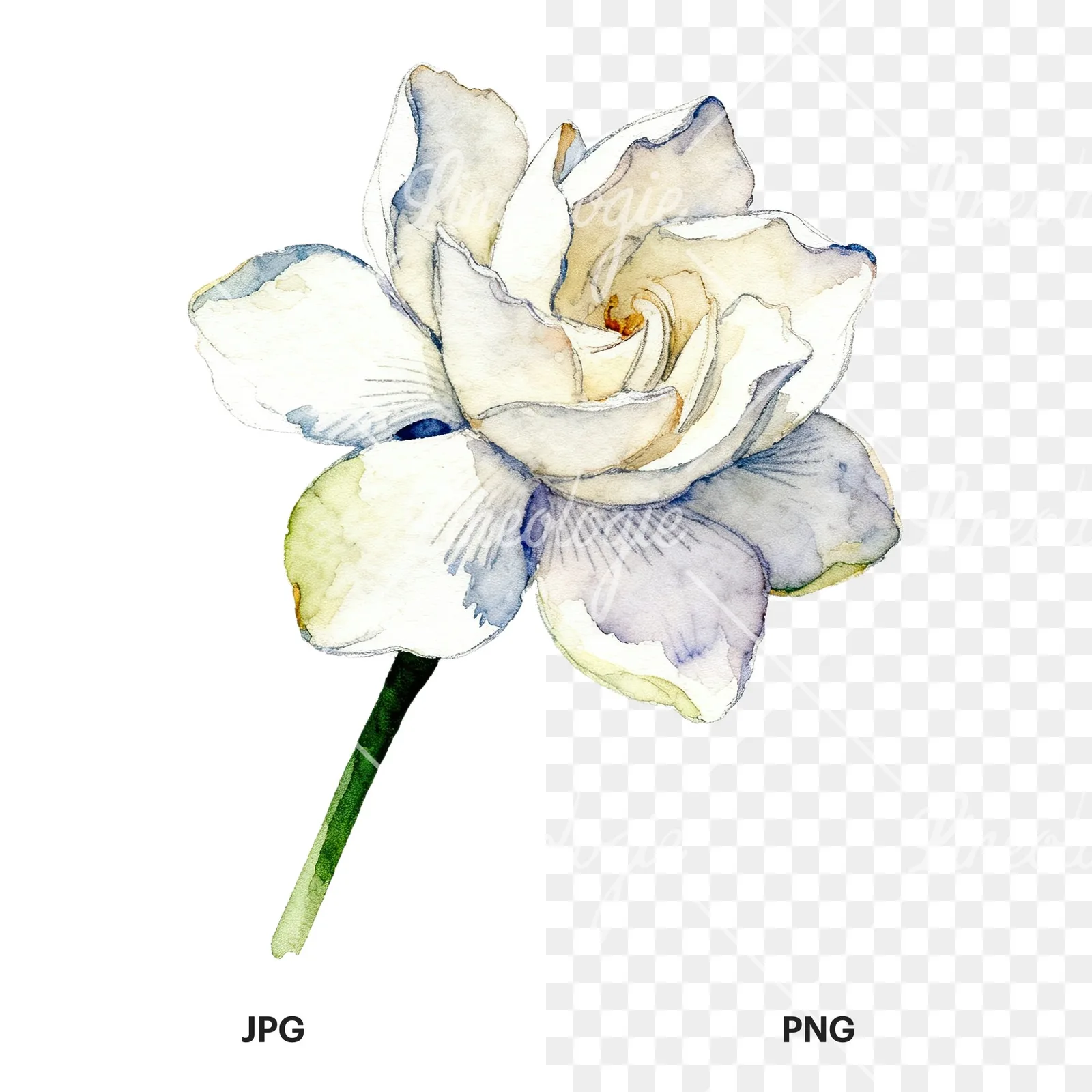 Watercolor white gardenia with blue accents clipart 3 of 9, as a JPG on white and a transparent PNG