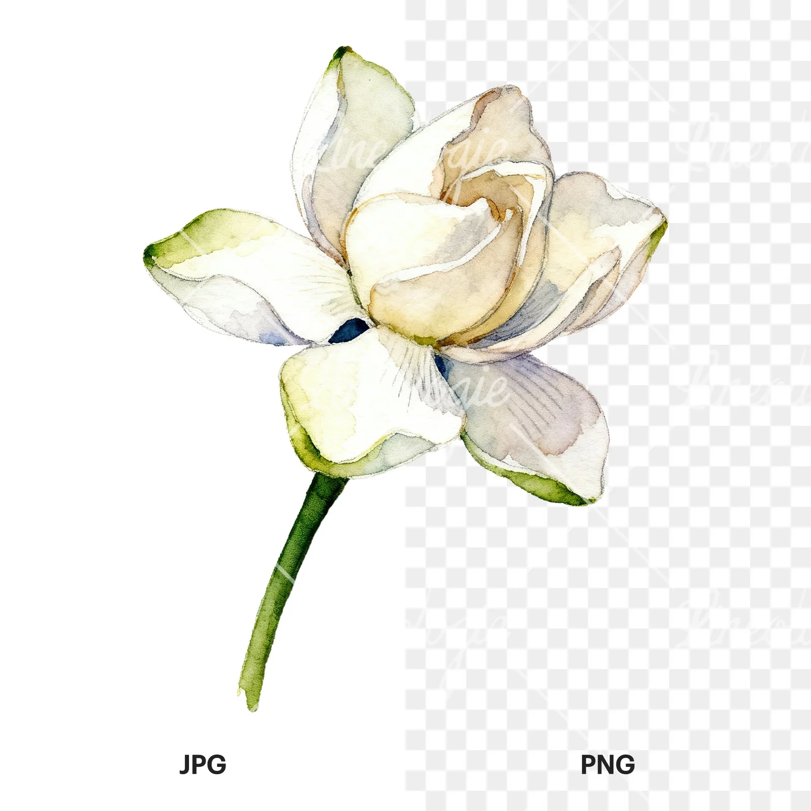 Watercolor white gardenia with blue accents clipart 4 of 9, as a JPG on white and a transparent PNG