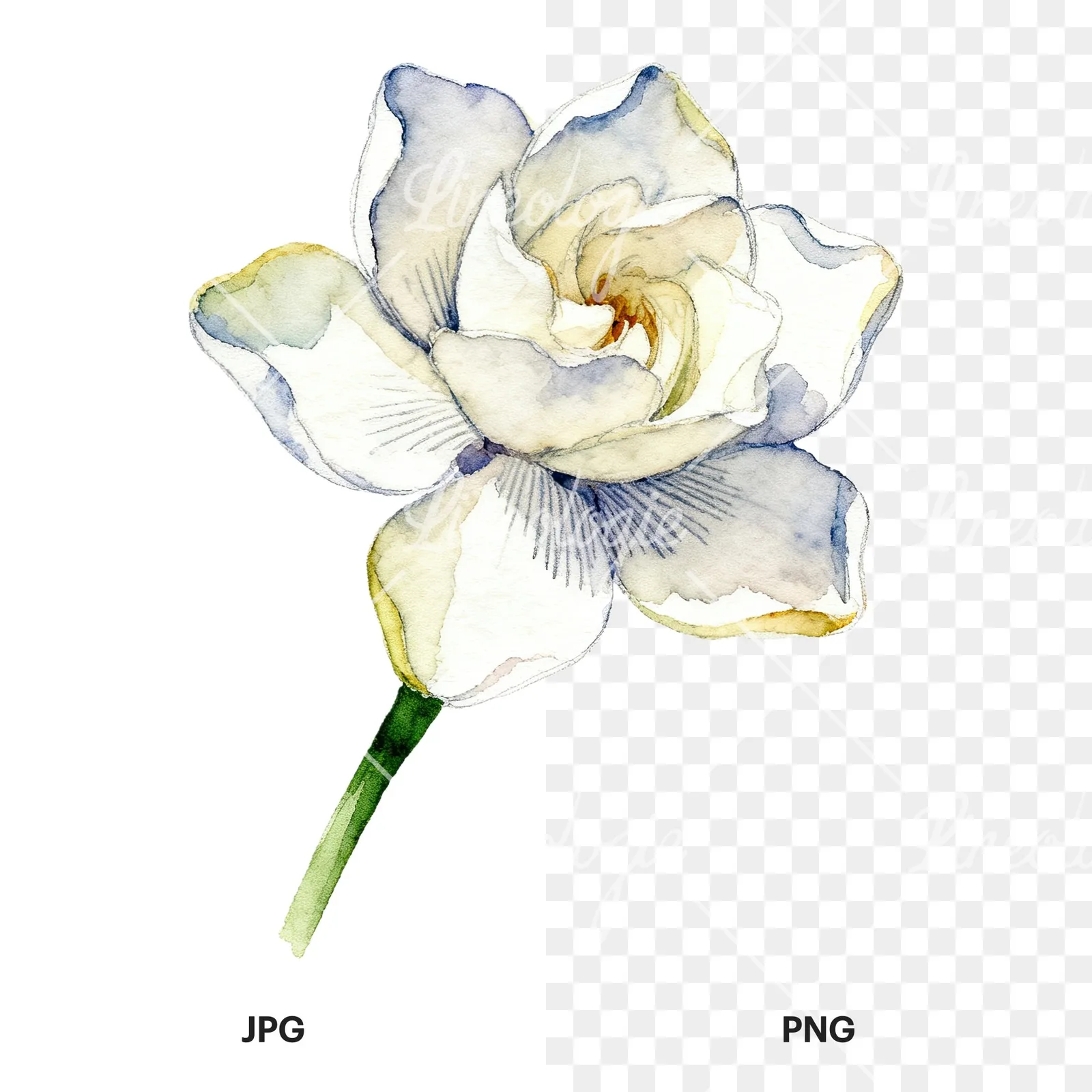 Watercolor white gardenia with blue accents clipart 6 of 9, as a JPG on white and a transparent PNG