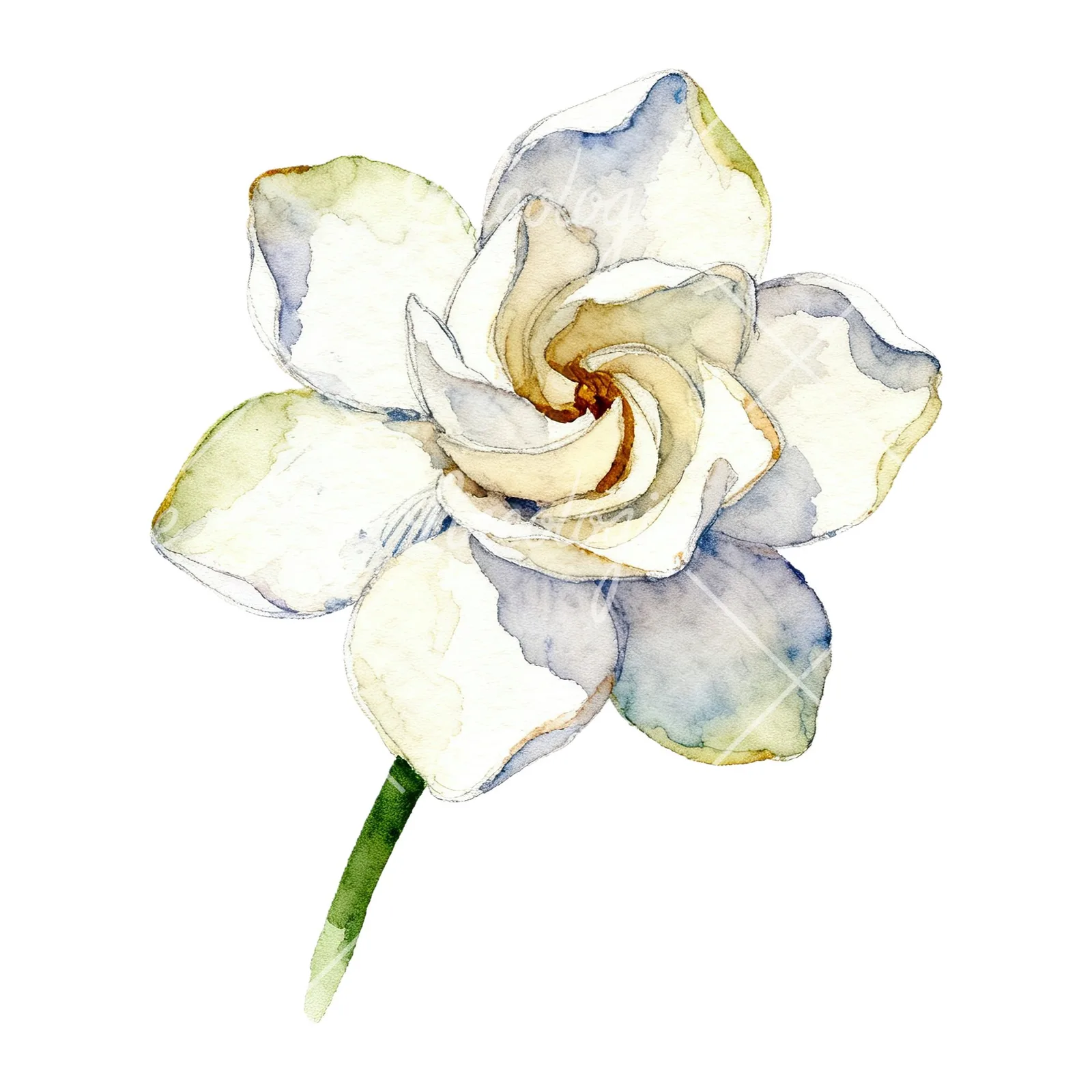 Watercolor white gardenia with blue accents clipart 9 of 9 on a white background (JPG)