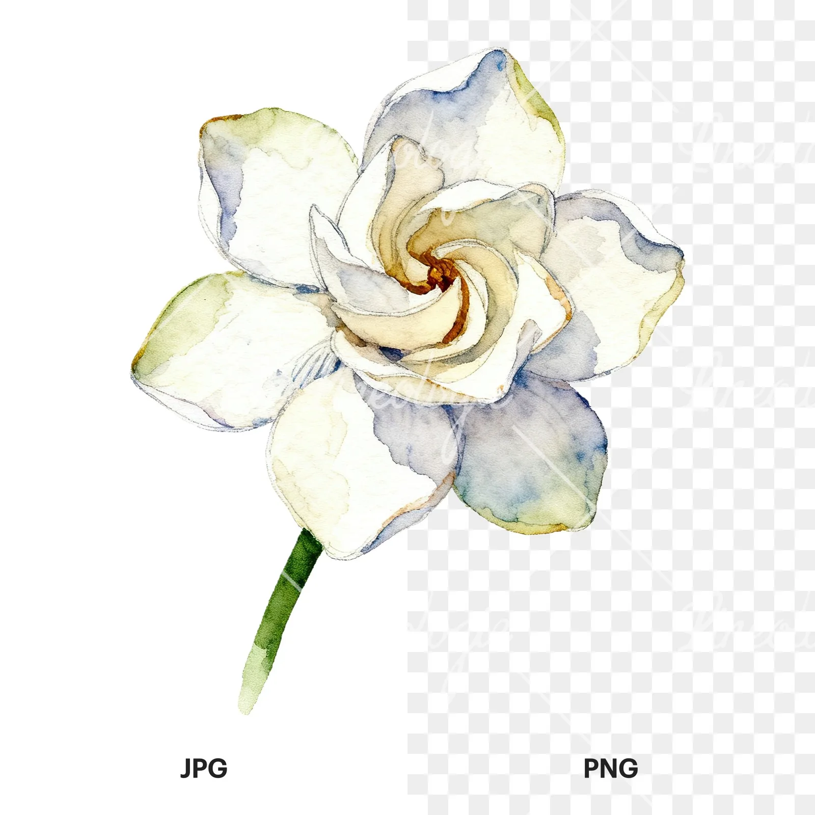 Watercolor white gardenia with blue accents clipart 9 of 9, as a JPG on white and a transparent PNG