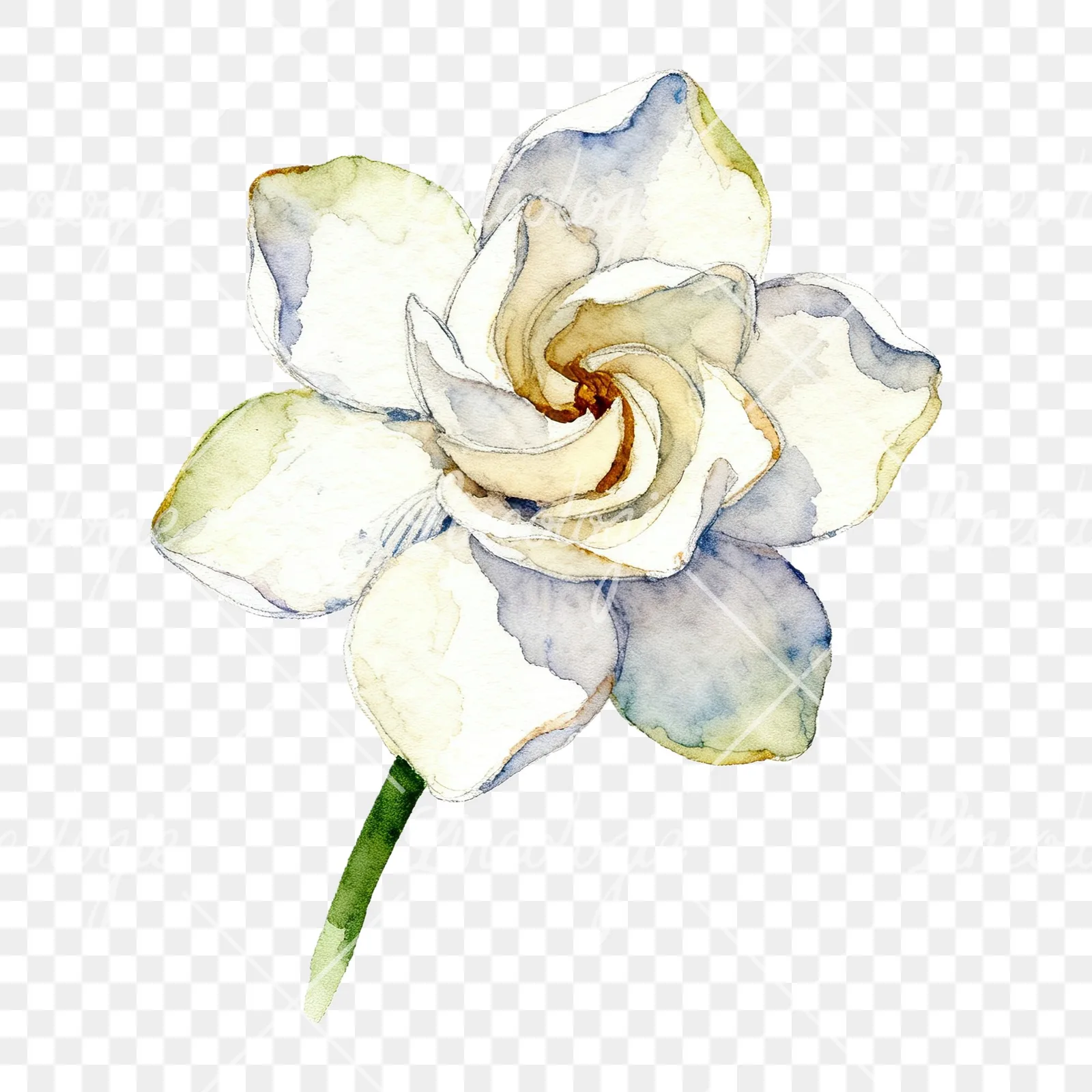 Watercolor white gardenia with blue accents clipart 9 of 9 on a transparent background (PNG)