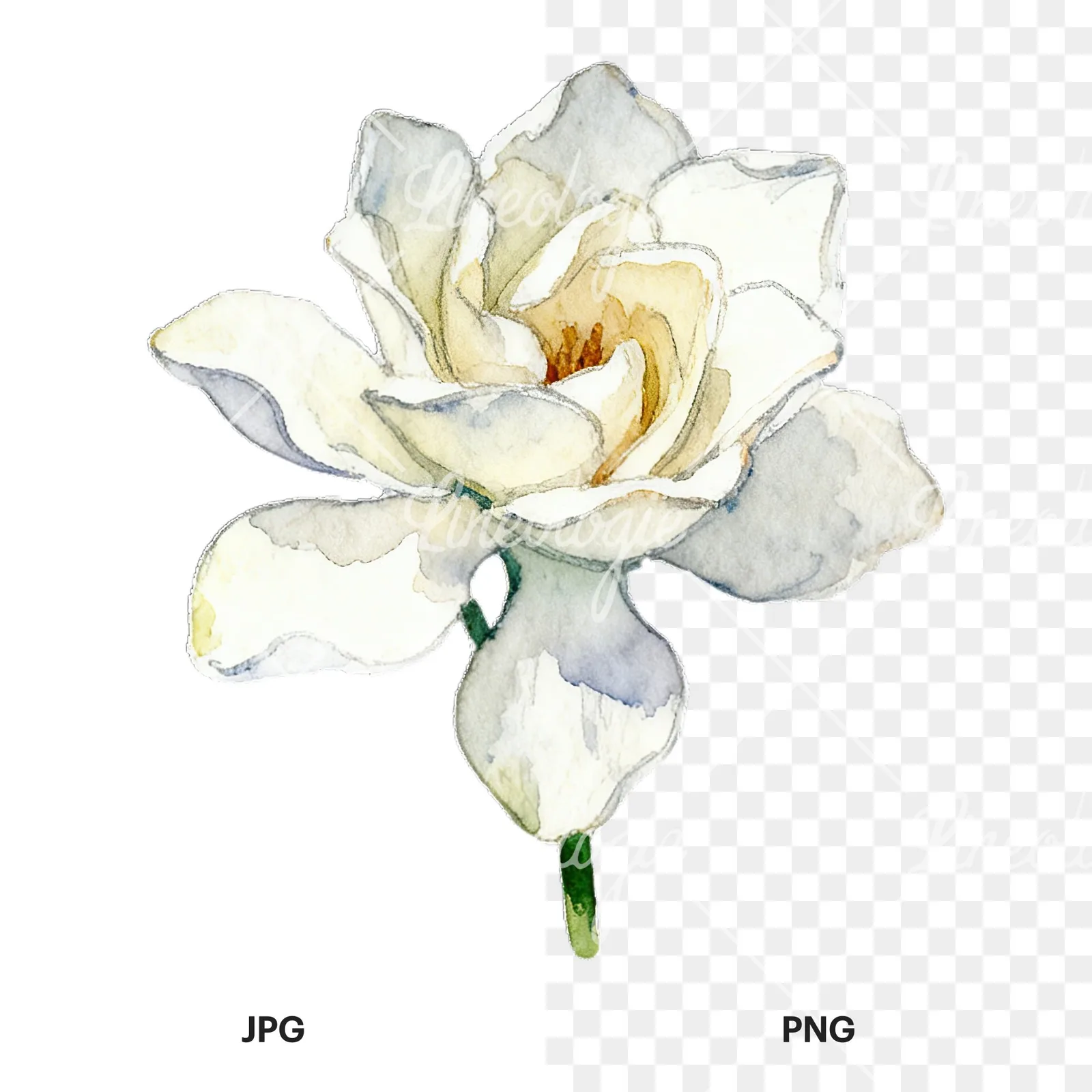 Watercolor white gardenia with yellow hints clipart 1 of 9, as a JPG on white and a transparent PNG