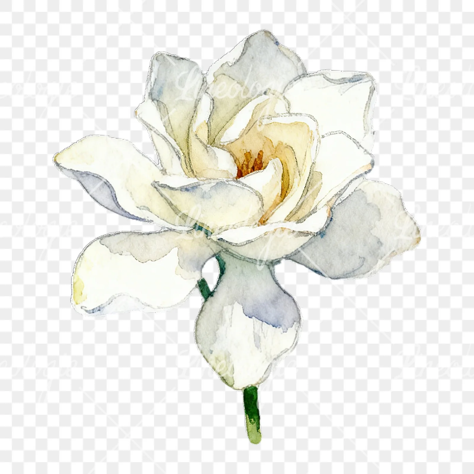 Watercolor white gardenia with yellow hints clipart 1 of 9 on a transparent background (PNG)