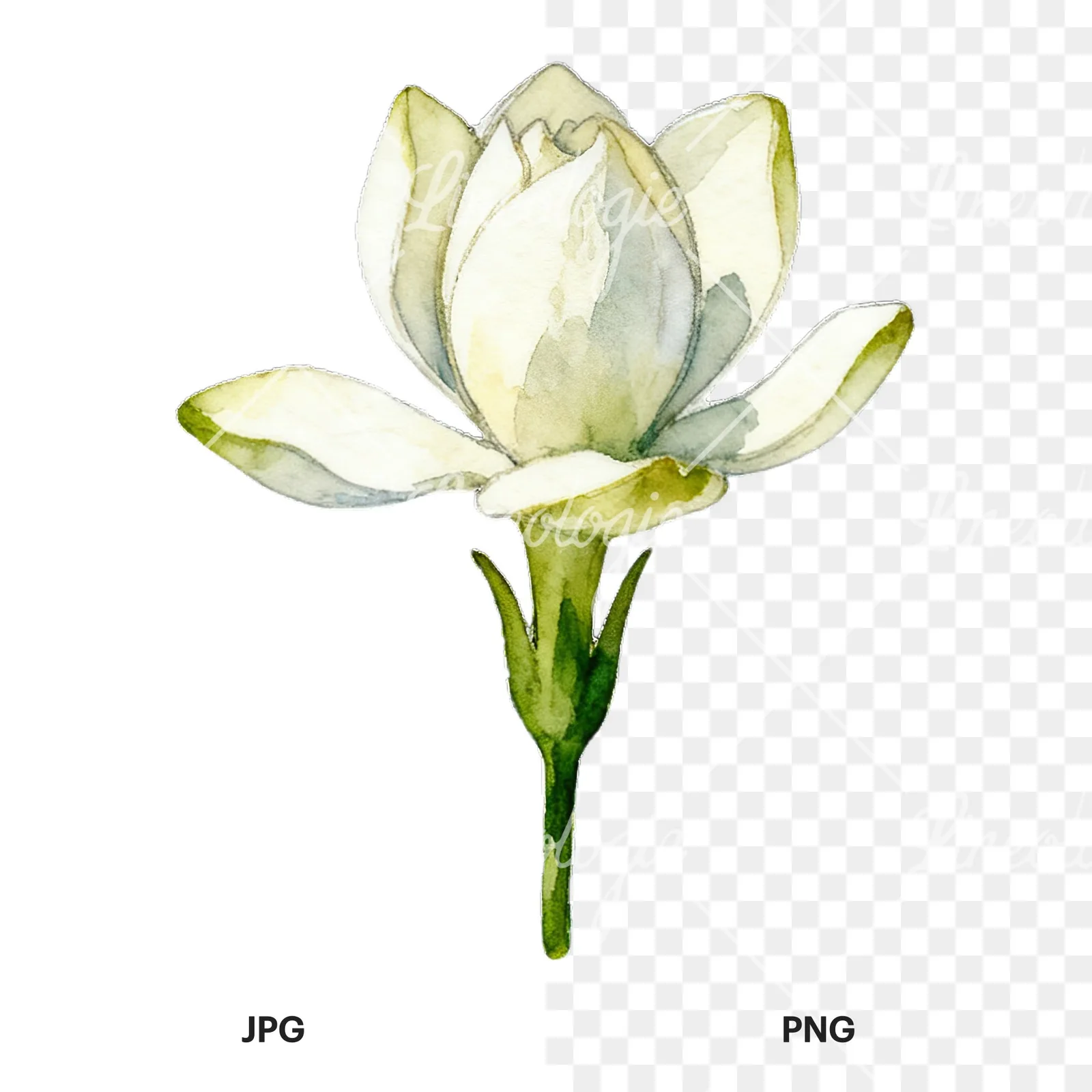 Watercolor white gardenia with yellow hints clipart 2 of 9, as a JPG on white and a transparent PNG