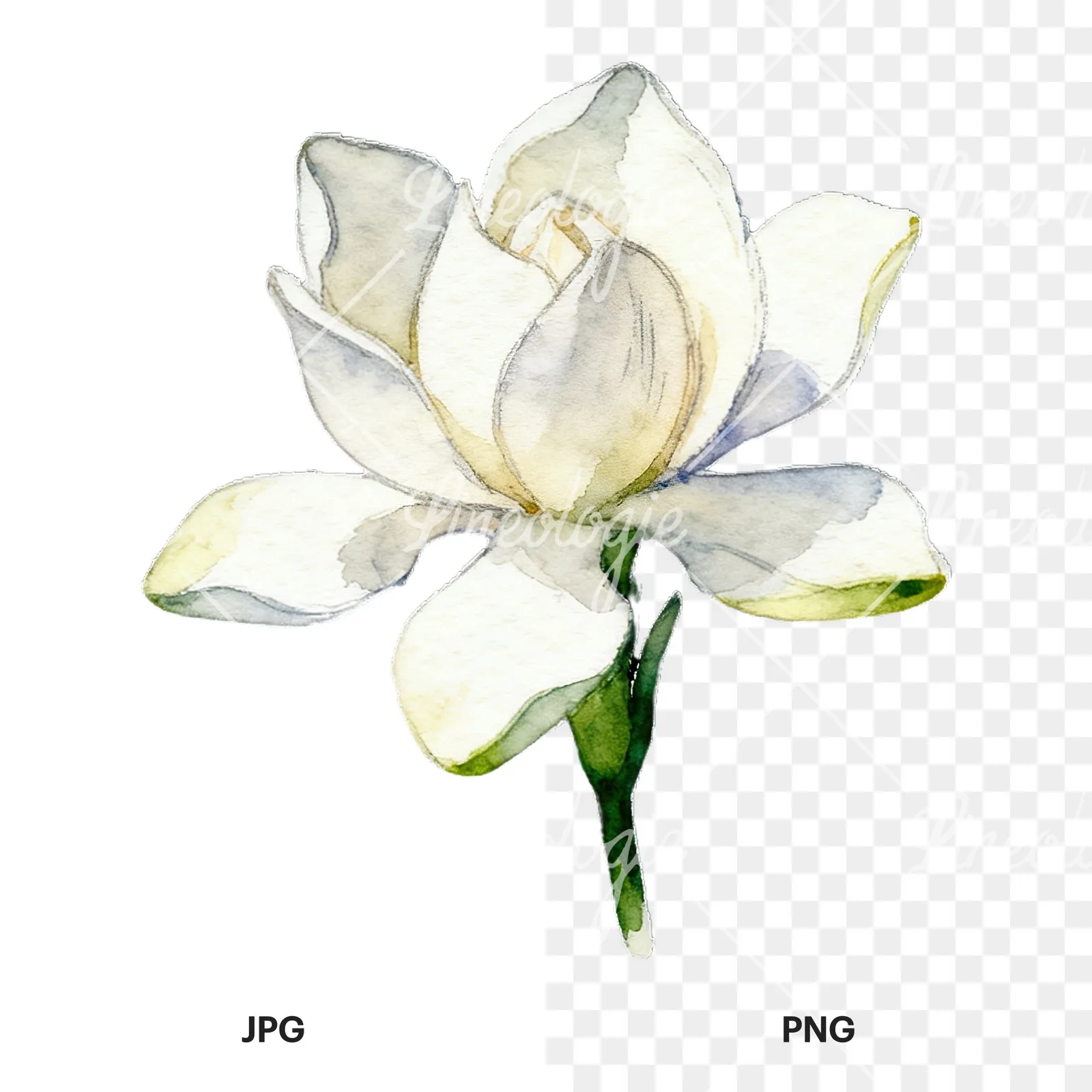 Watercolor white gardenia with yellow hints clipart 3 of 9, as a JPG on white and a transparent PNG