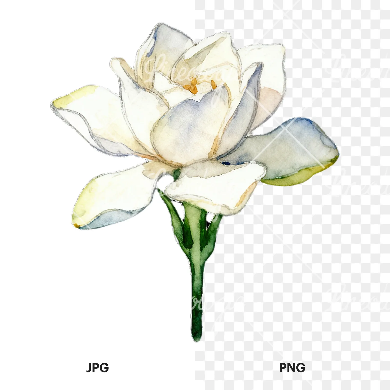 Watercolor white gardenia with yellow hints clipart 4 of 9, as a JPG on white and a transparent PNG