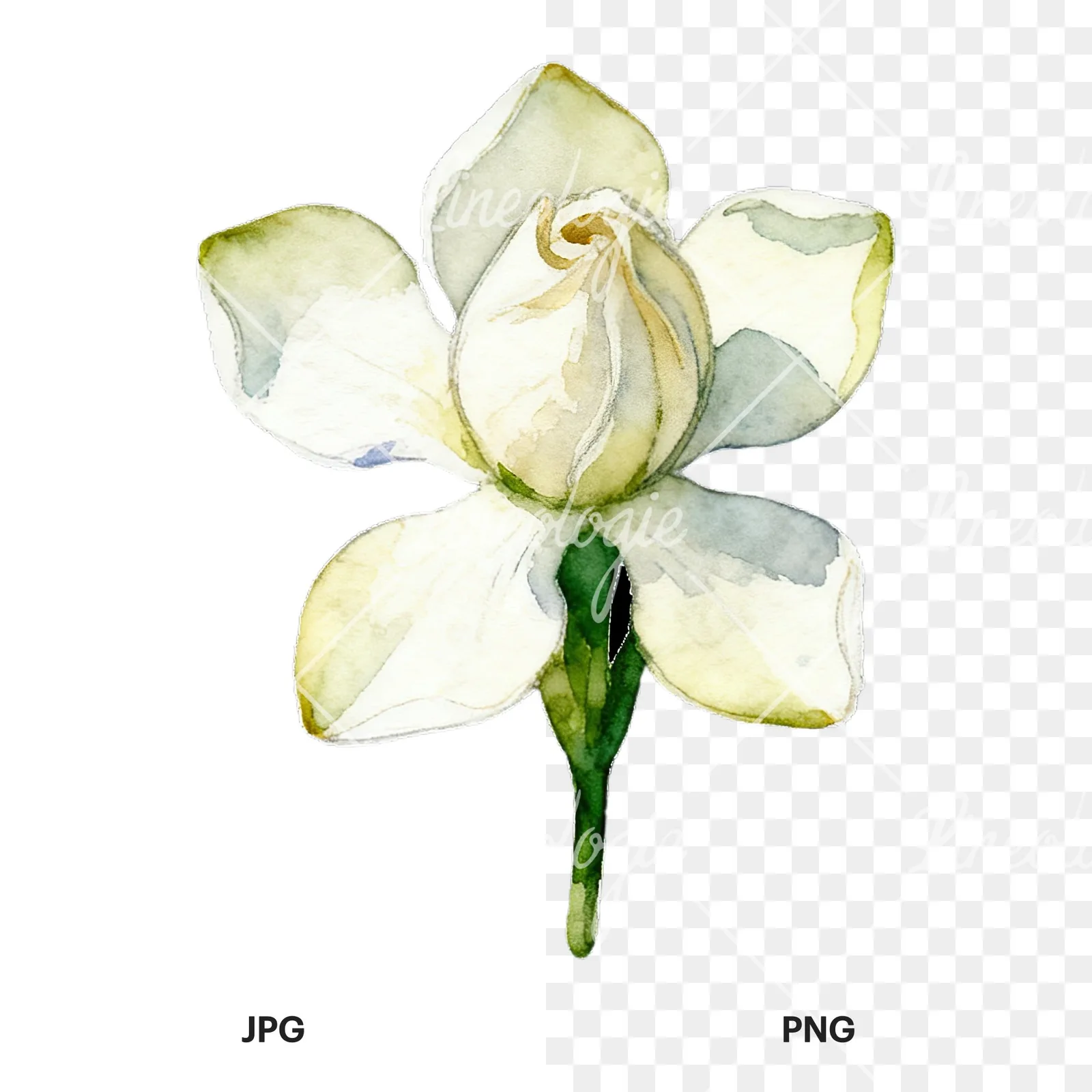 Watercolor white gardenia with yellow hints clipart 5 of 9, as a JPG on white and a transparent PNG