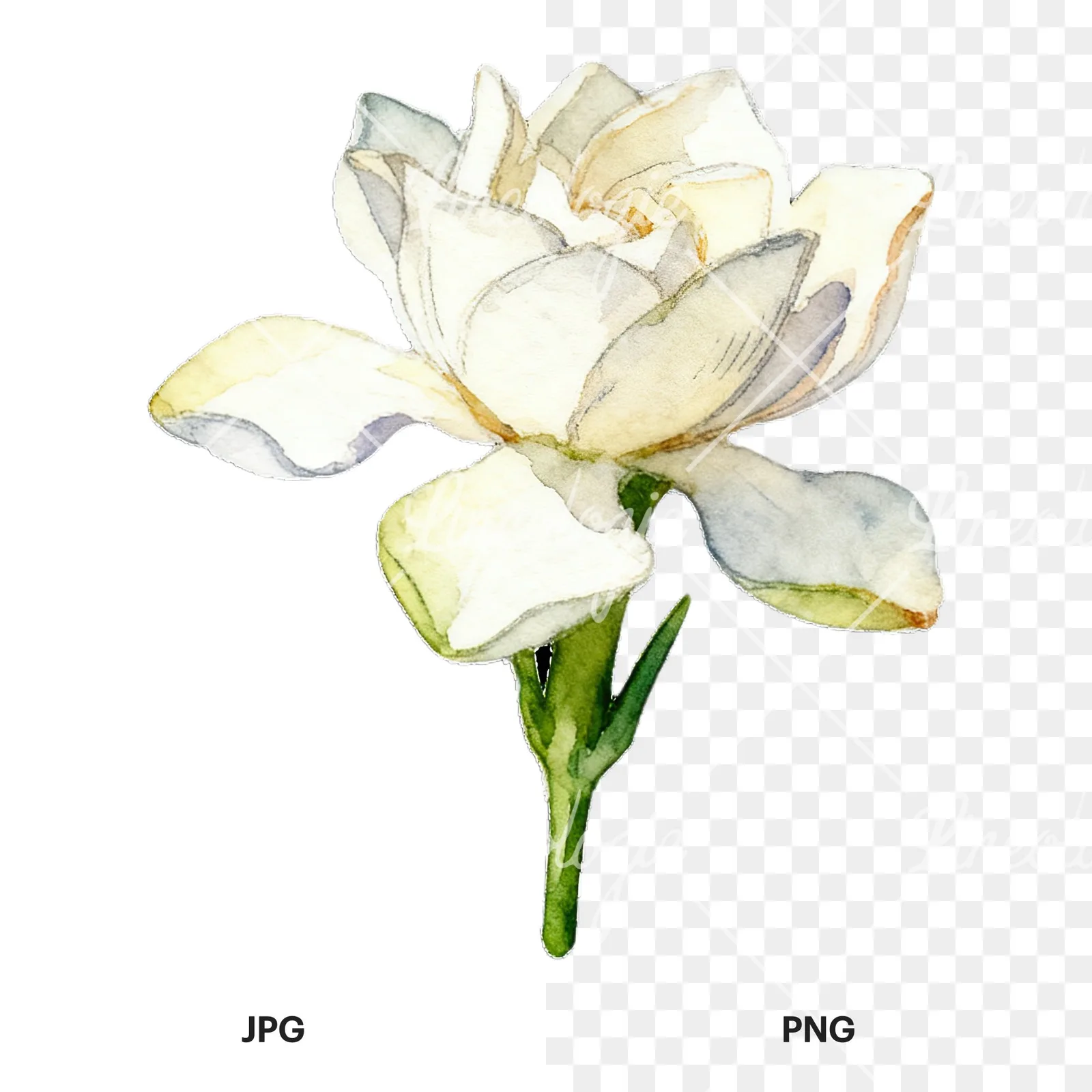 Watercolor white gardenia with yellow hints clipart 7 of 9, as a JPG on white and a transparent PNG