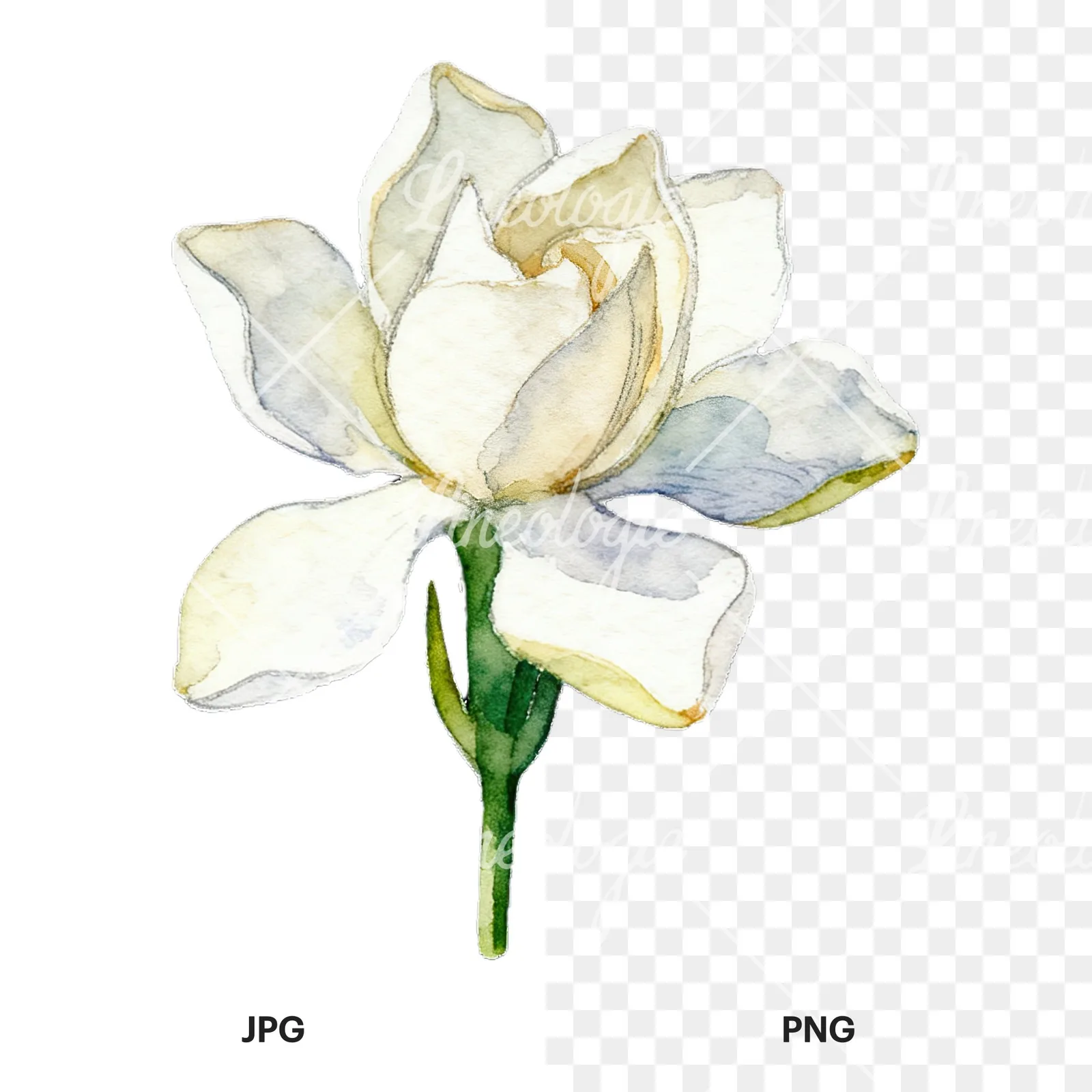 Watercolor white gardenia with yellow hints clipart 8 of 9, as a JPG on white and a transparent PNG