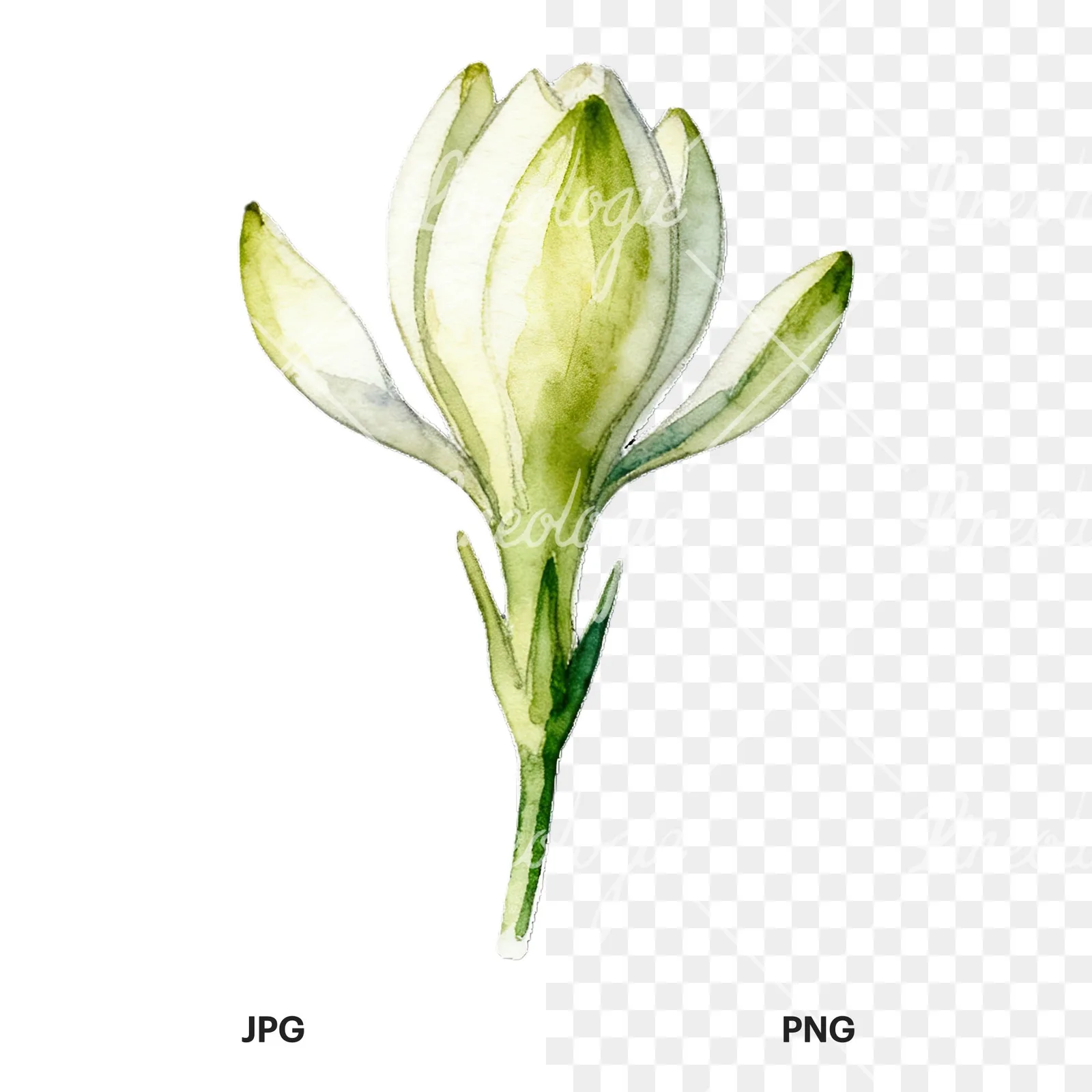 Watercolor white gardenia with yellow hints clipart 9 of 9, as a JPG on white and a transparent PNG