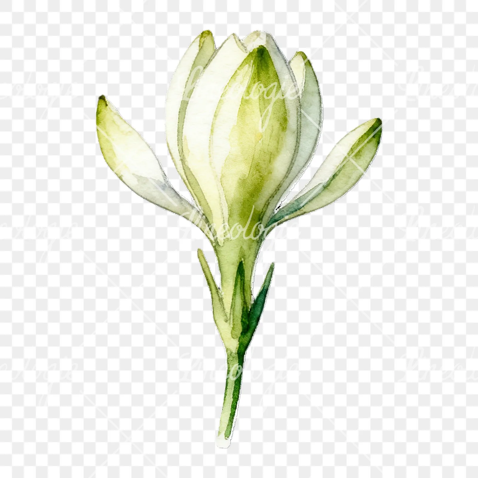 Watercolor white gardenia with yellow hints clipart 9 of 9 on a transparent background (PNG)