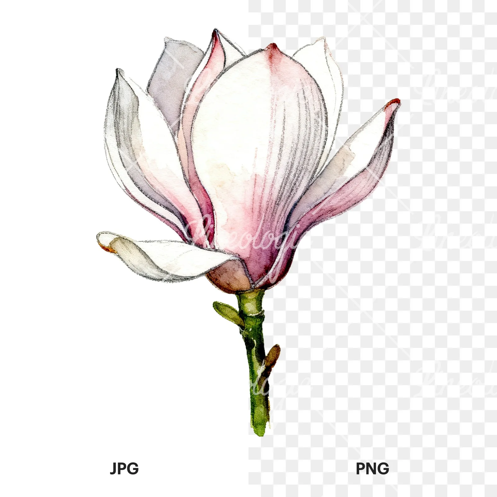Watercolor white magnolia with pink tinges clipart 4 of 9, as a JPG on white and a transparent PNG