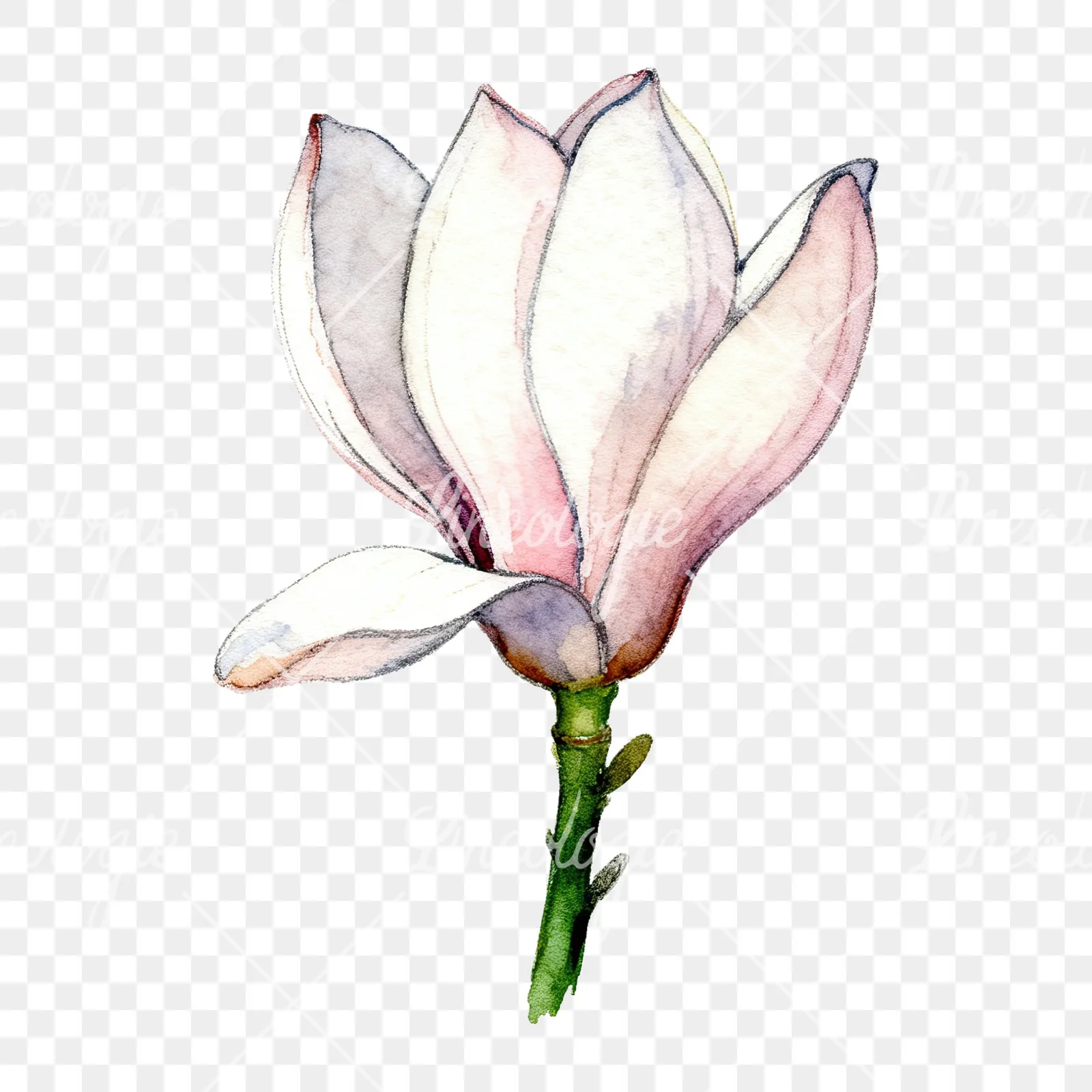 Watercolor white magnolia with pink tinges clipart 6 of 9 on a transparent background (PNG)