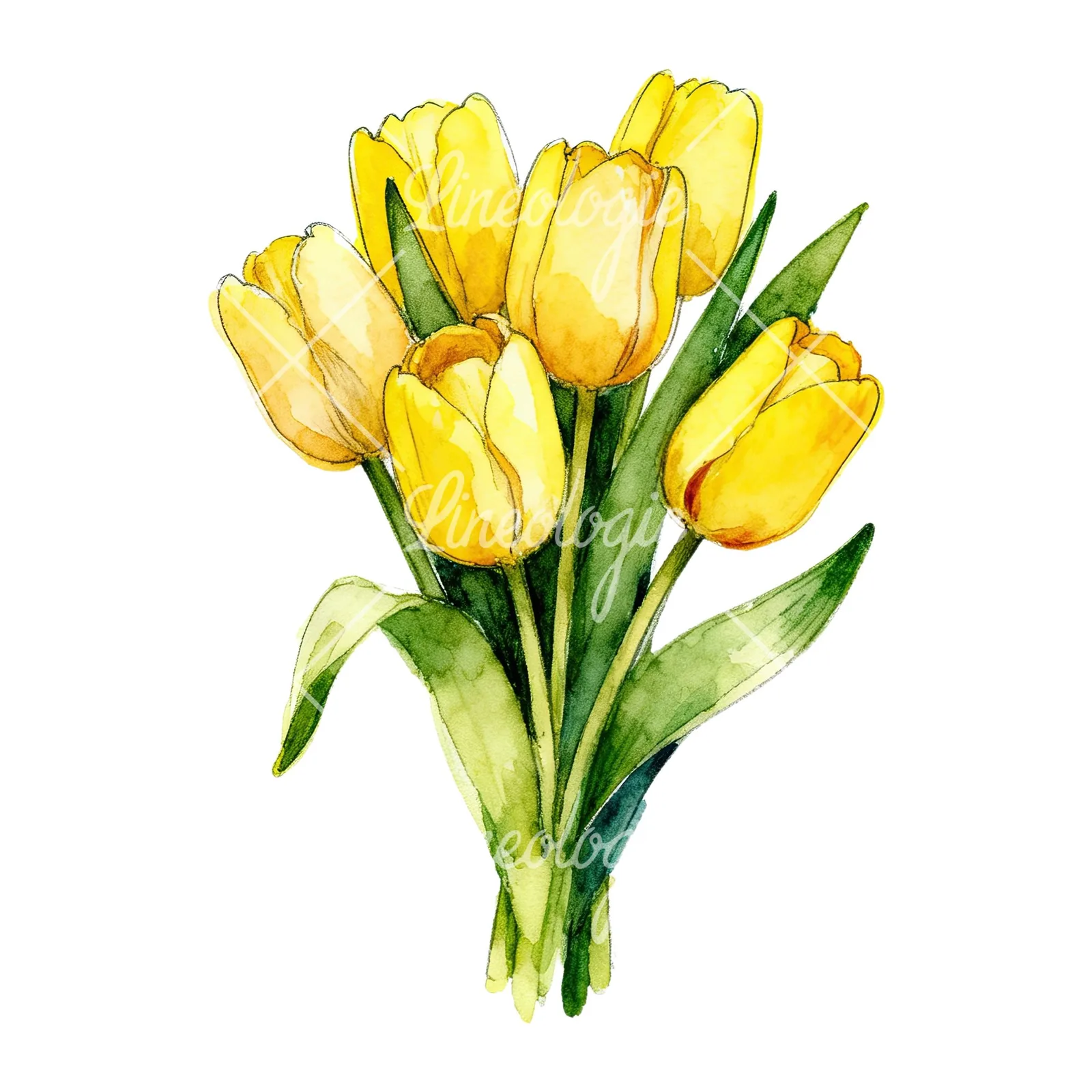 Watercolor compact yellow tulip bouquet clipart 2 of 9 on a white background (JPG)