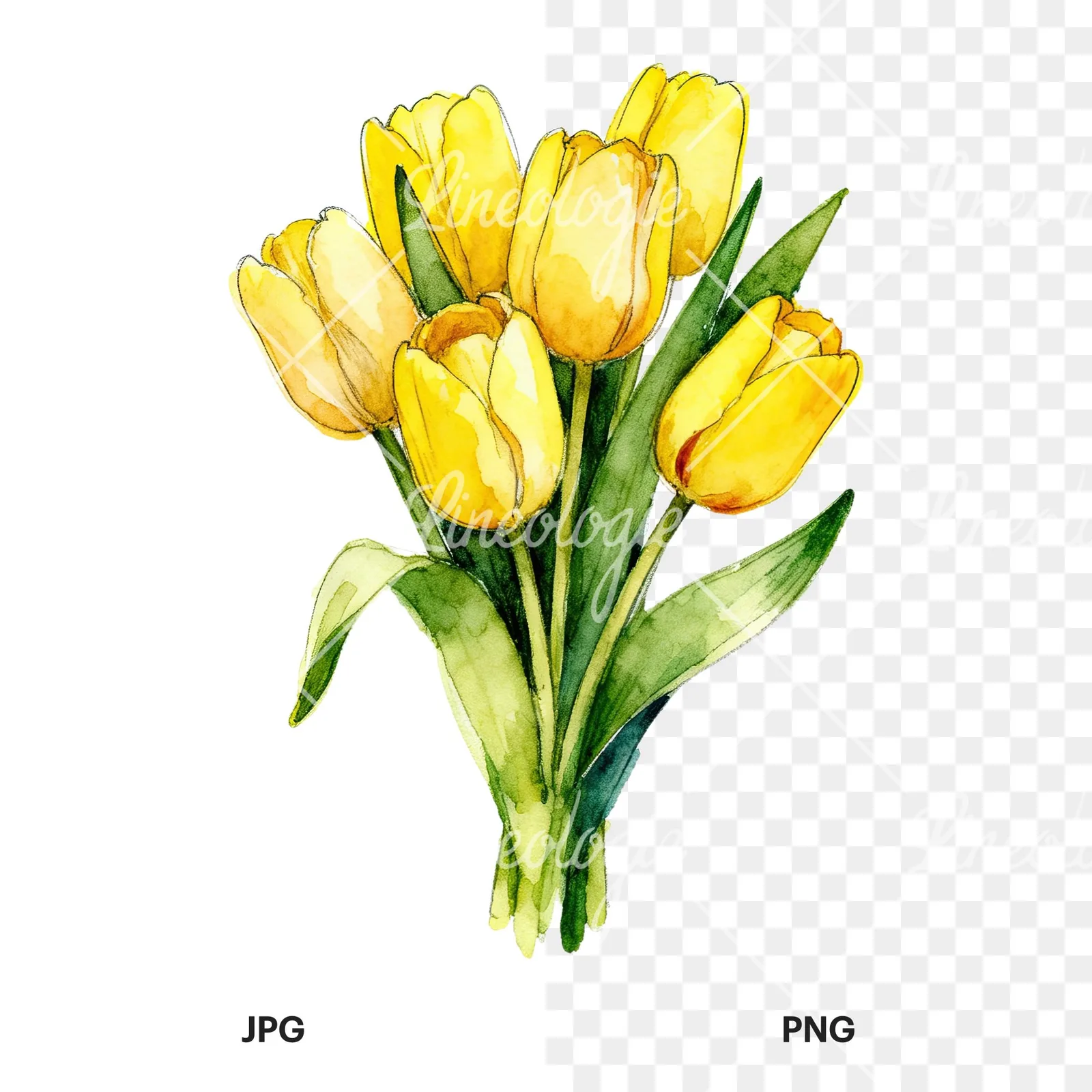 Watercolor compact yellow tulip bouquet clipart 2 of 9, as a JPG on white and a transparent PNG